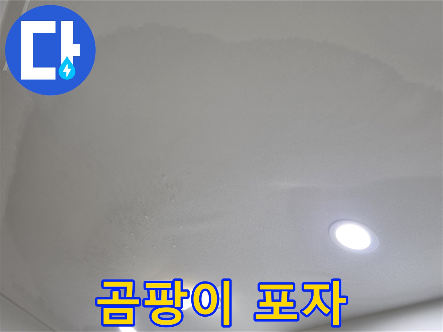 양주 아파트 누수 - 들뜬 벽지, 곰팡이 포자