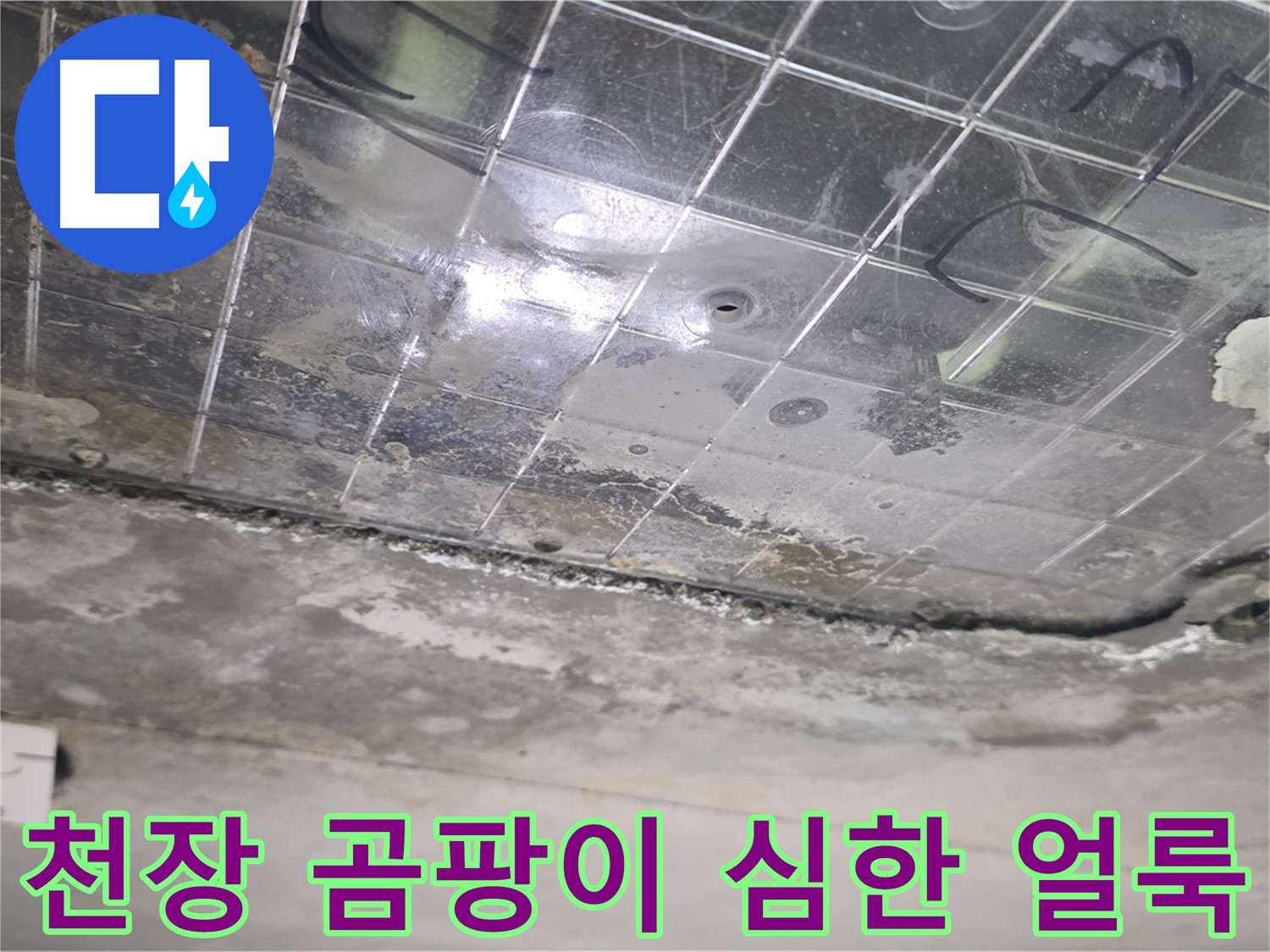 천장 곰팡이 심한 얼룩 - 누수로 인해 천장에 곰팡이가 심하게 생긴 얼룩이 보입니다.