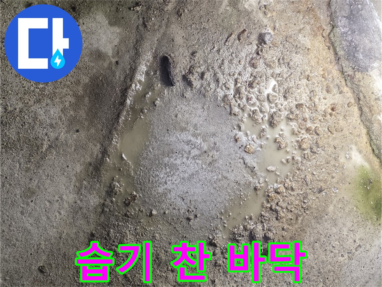 철원군 서면 와수리 누수 현장 - 습기 찬 바닥 상태를 보여주며 꼼꼼한 누수 점검이 진행 중입니다.