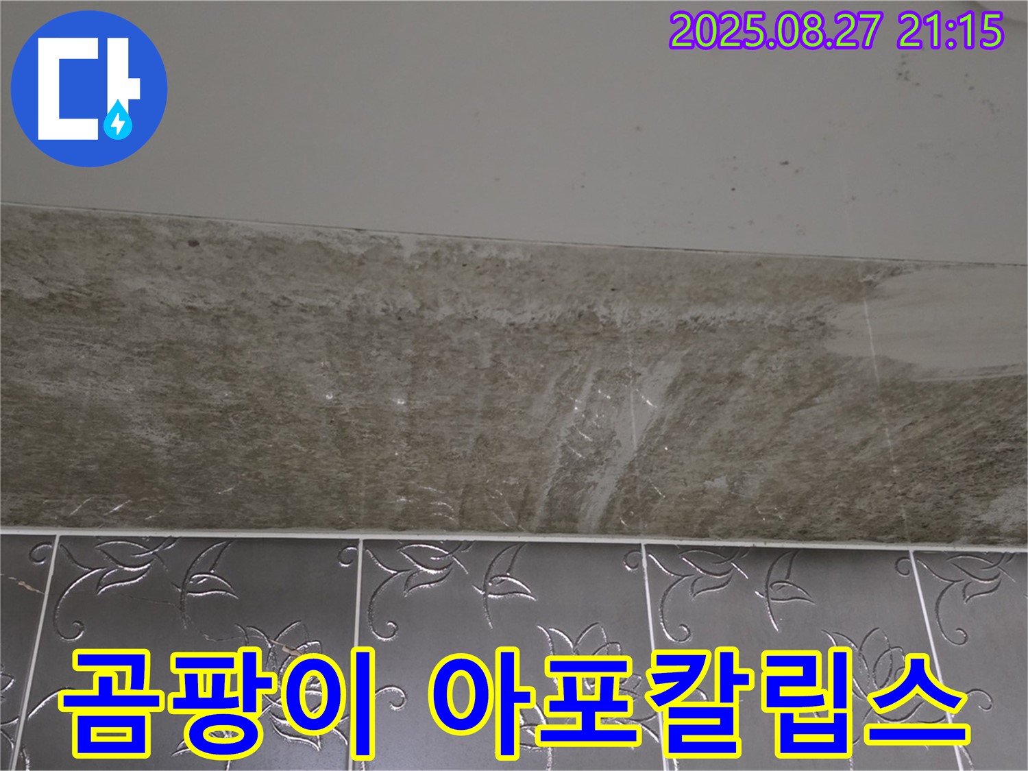 산운마을 6단지 곰팡이 - 곰팡이 아포칼립스! 생존 전략은?