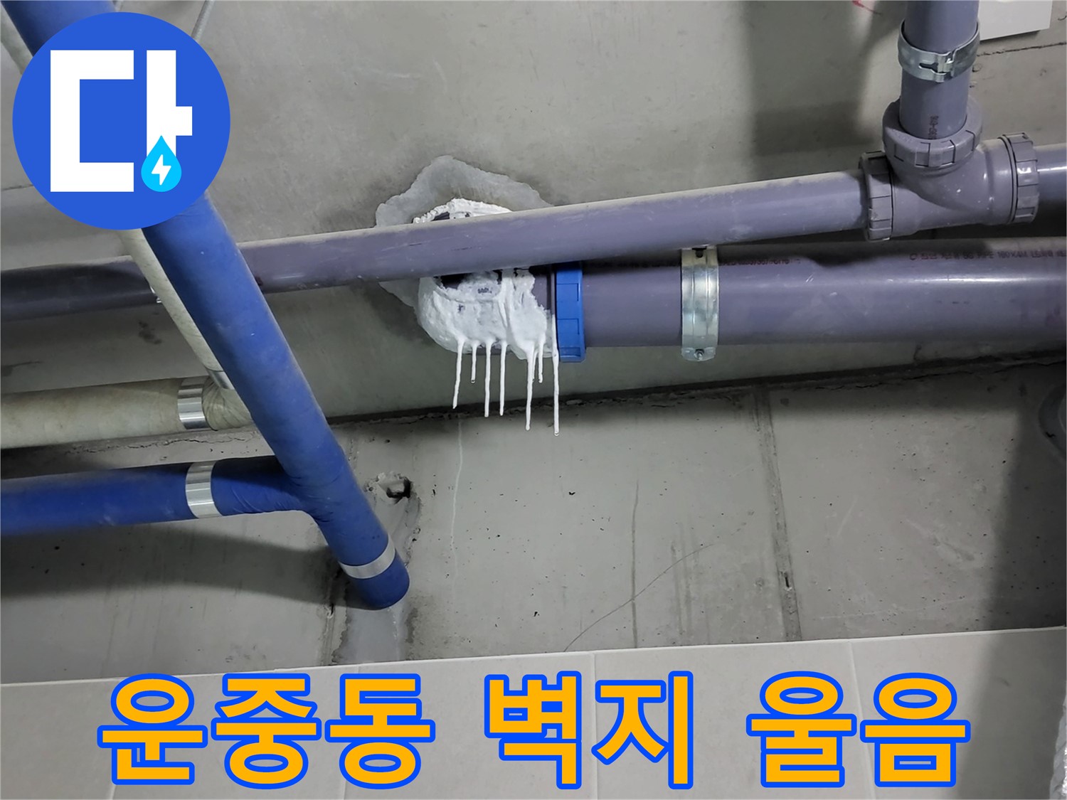 분당 운중동 하수 누수 - 벽지 울음과 곰팡이 확산