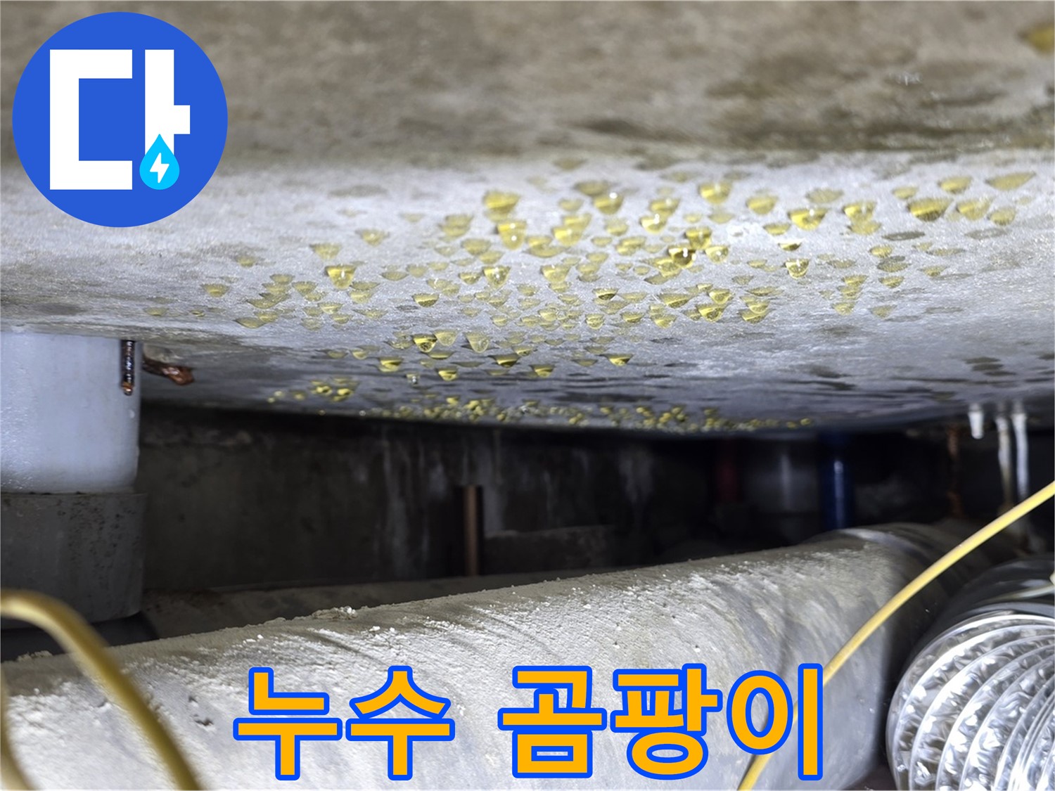 광진구 능동 아성빌라트 천장 누수 - 누수 부위 주변 곰팡이 발생 - 건강 위협