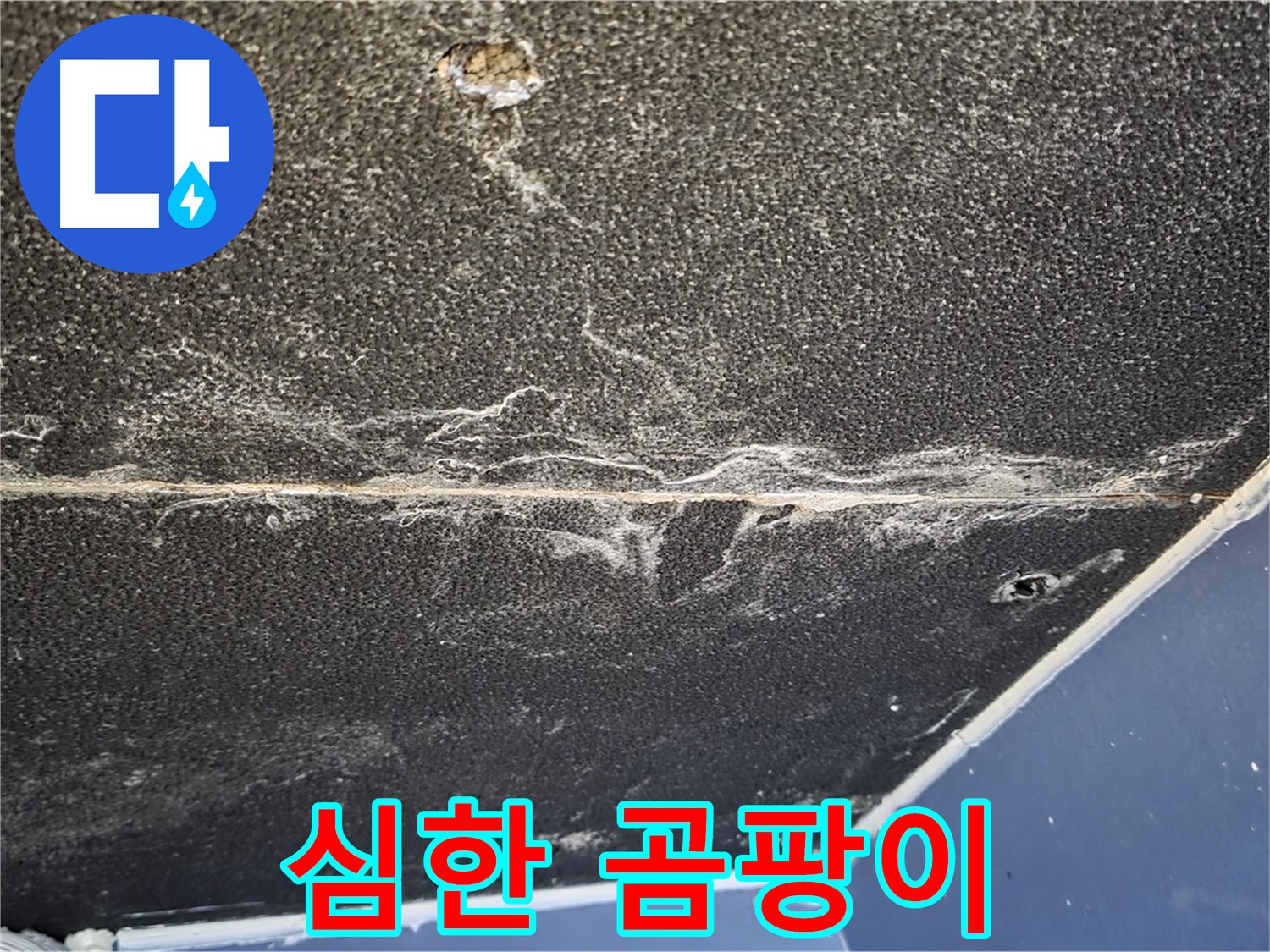 운정어반프라임 곰팡이 - 천장 석고보드 심한 곰팡이 발생