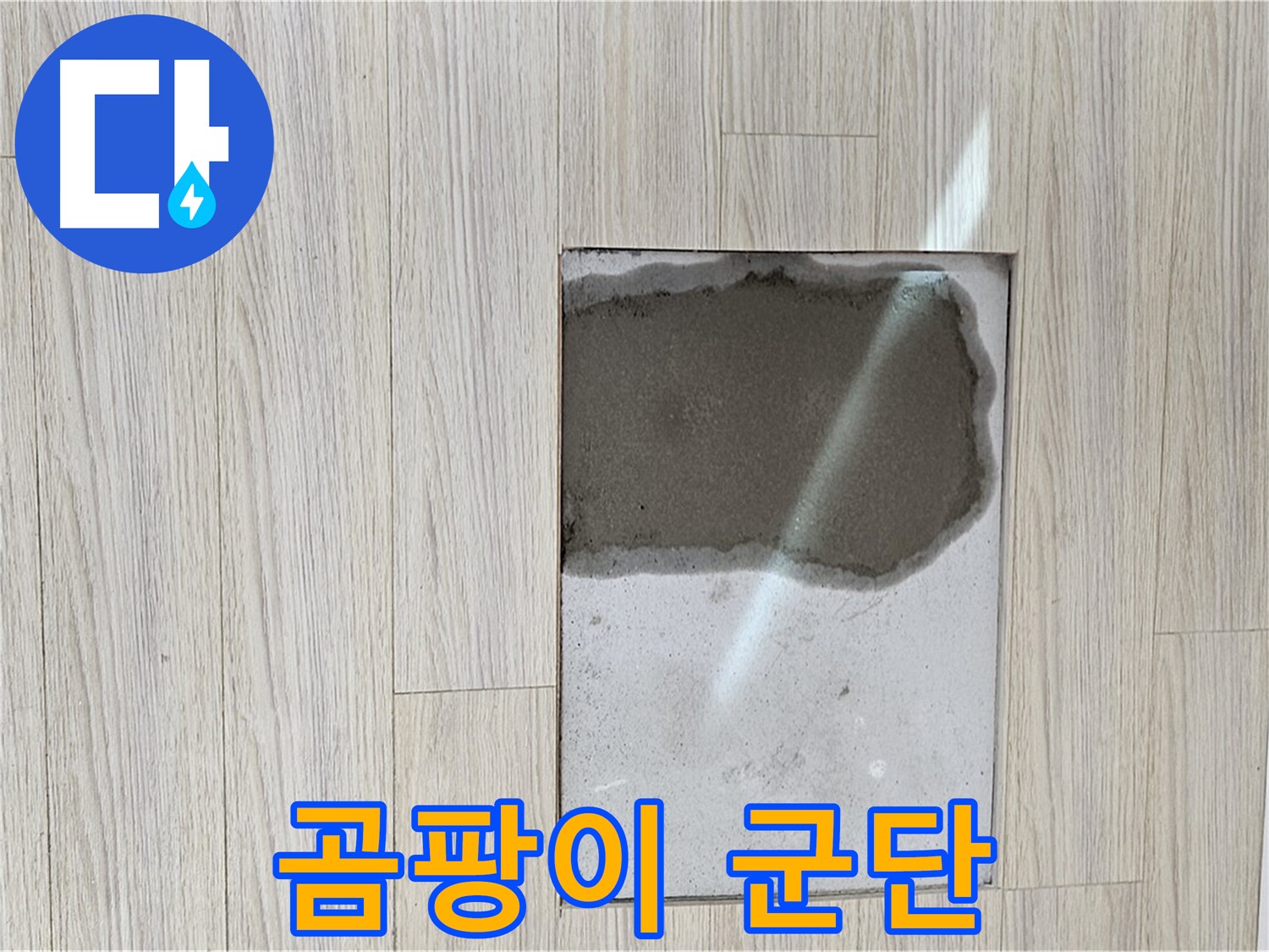 도봉구 도봉동 현대시티 마루 속 곰팡이 - 건강 적신호