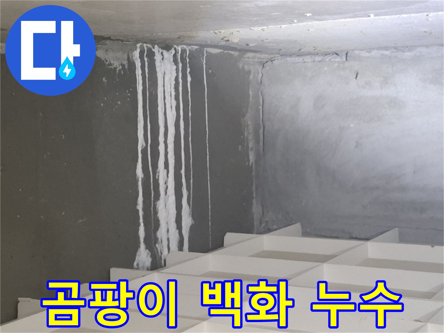분당 삼평동 아파트 누수 현장 - 곰팡이와 백화 현상 발생 원인 분석 및 해결 과정