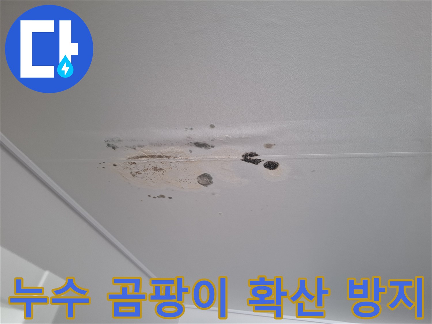 천장 누수 곰팡이 확산 - 긴급 조치를 통한 확산 방지 및 제거