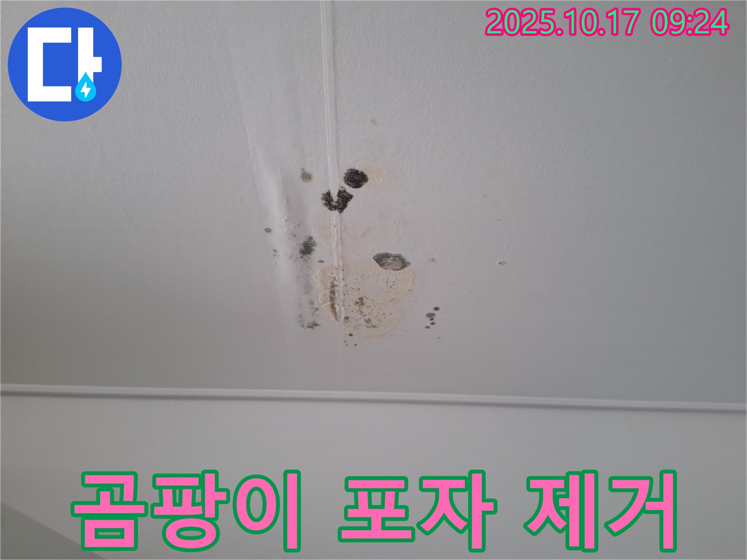 판교 삼평동 봇들마을2단지 아파트 천장 누수 - 곰팡이 포자까지 완벽 제거
