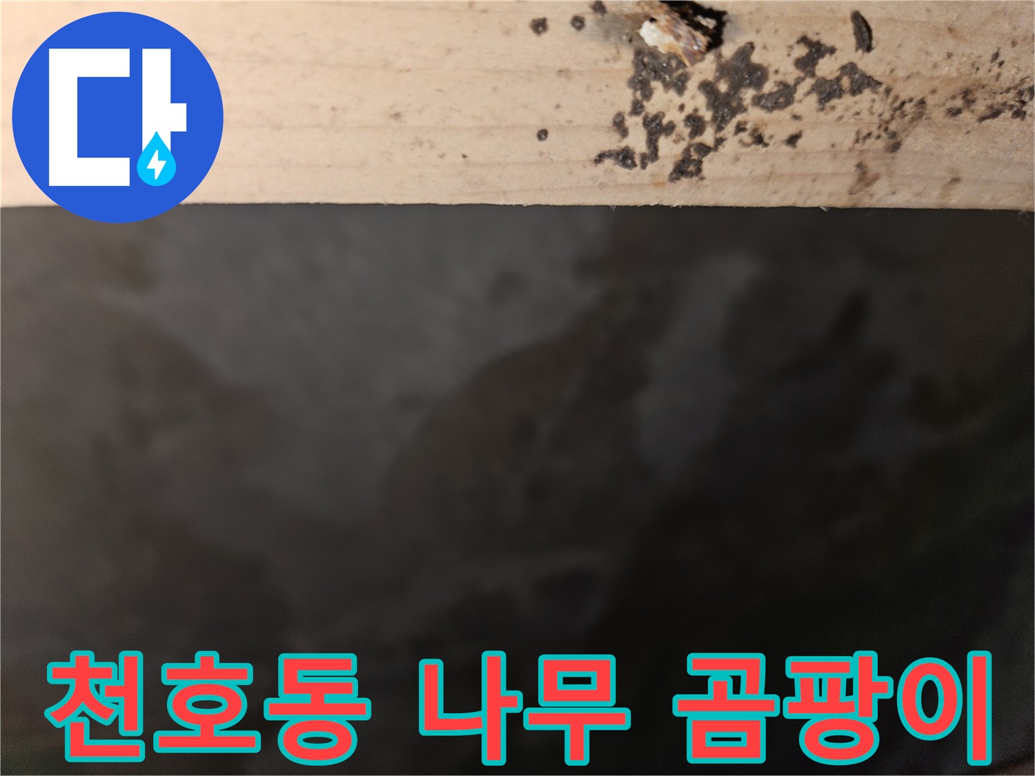 강동구 천호동 누수 - 나무 상단 곰팡이 - 누수 위험 경고