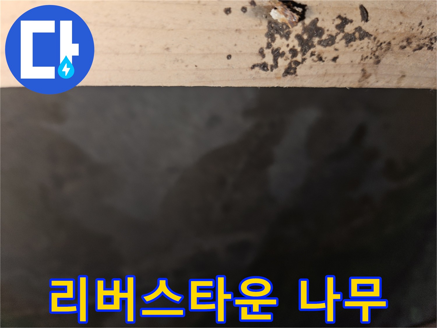 천호동 리버스타운 누수 - 나무 상태 점검 - 첨단 장비 사용