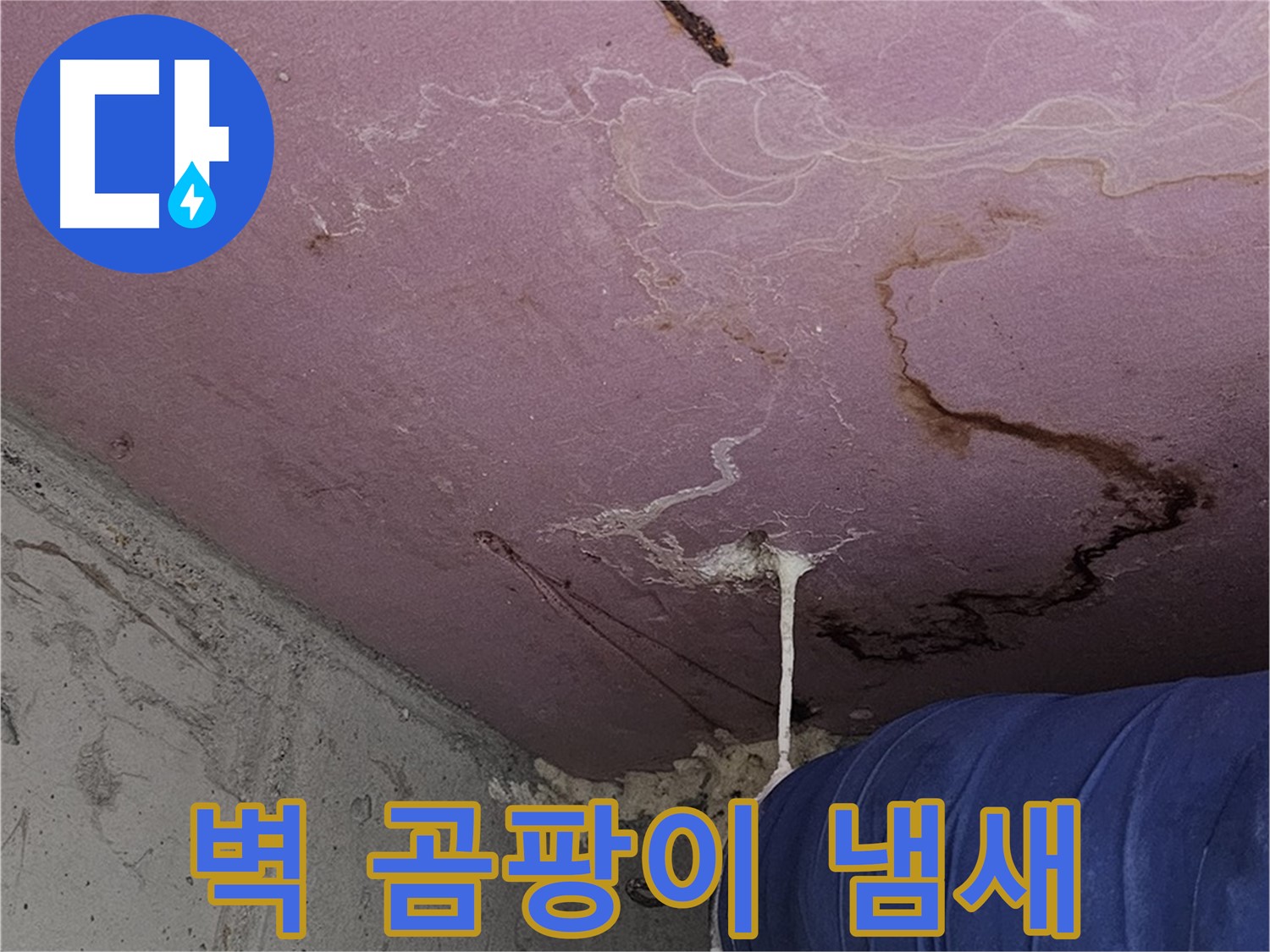 양천구 신월동 누수 - 벽 곰팡이 냄새 - 심각한 오염