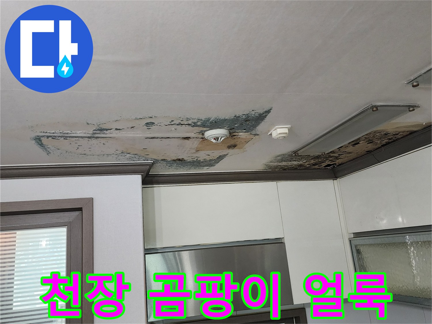 벽지 표면에 나타난 심각한 곰팡이 오염 상태