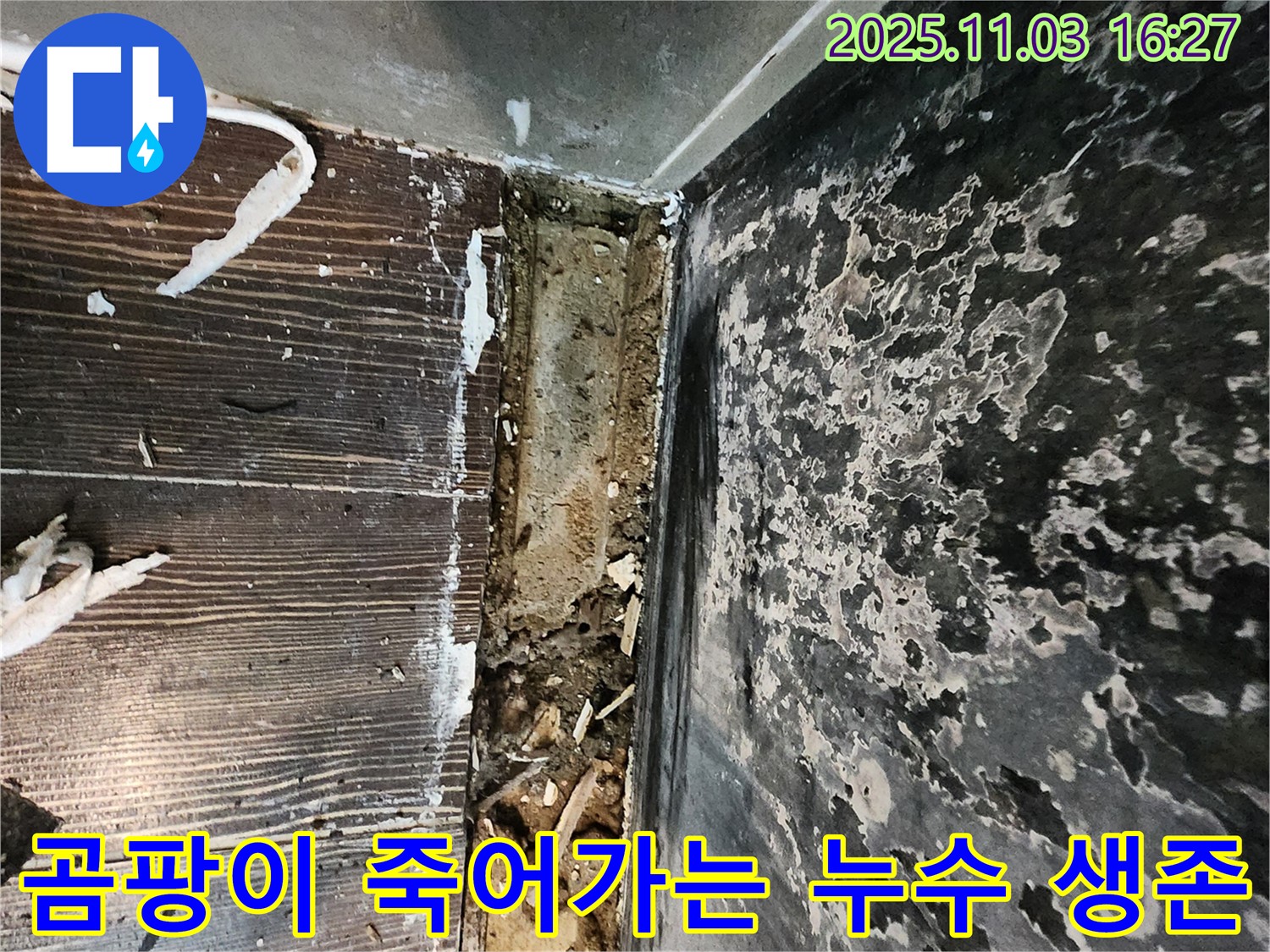 양주시 삼숭동 누수 - 곰팡이와 함께 죽어가는 공간. 누수와의 생존 싸움에서 승리하세요!