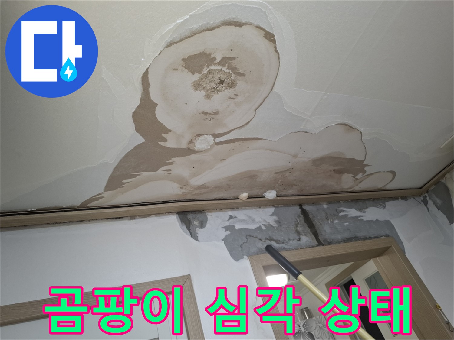 곰팡이 심각한 상태 - 완벽한 해결, 자신 있습니다!