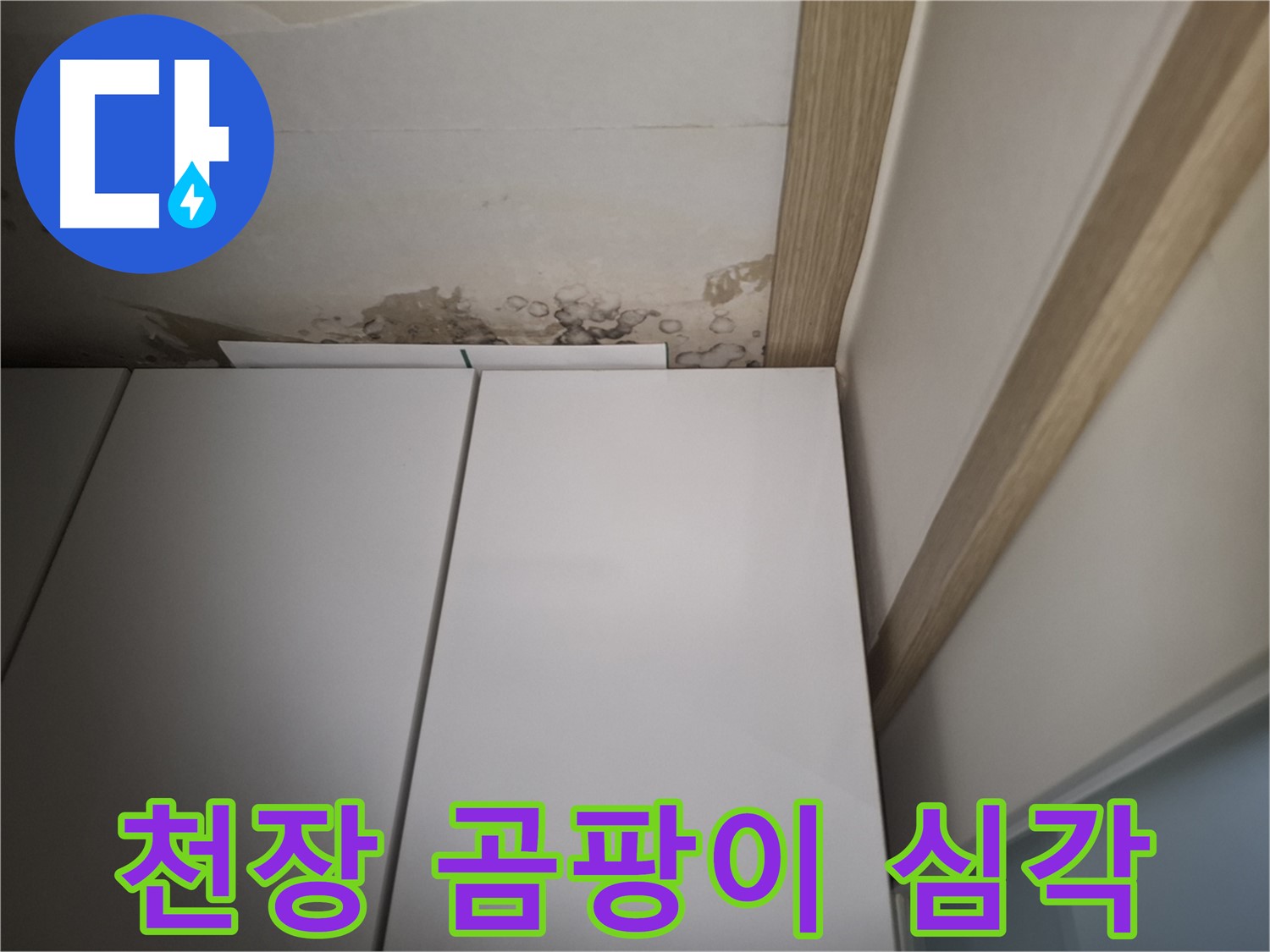 싱크대 위 천장에 곰팡이가 심하게 핀 모습 - 건강에 매우 해롭습니다.