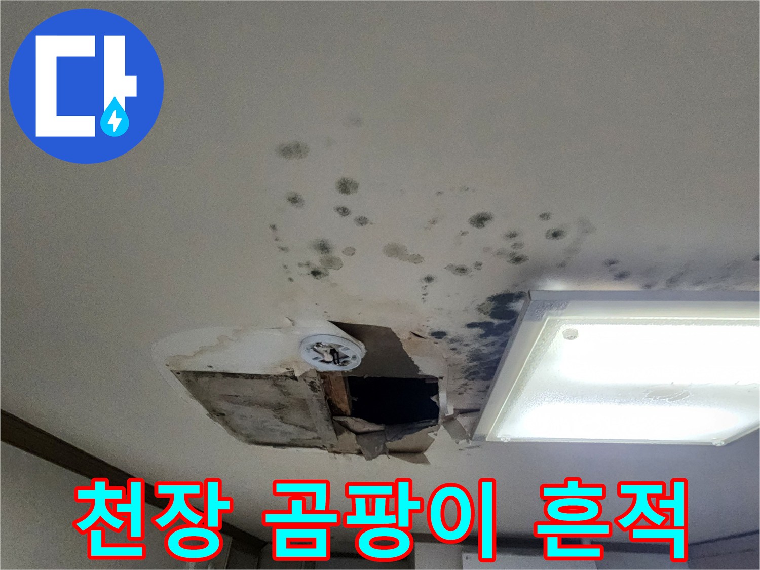 아파트 천장 곳곳에 발생한 검은 곰팡이와 물얼룩 상태