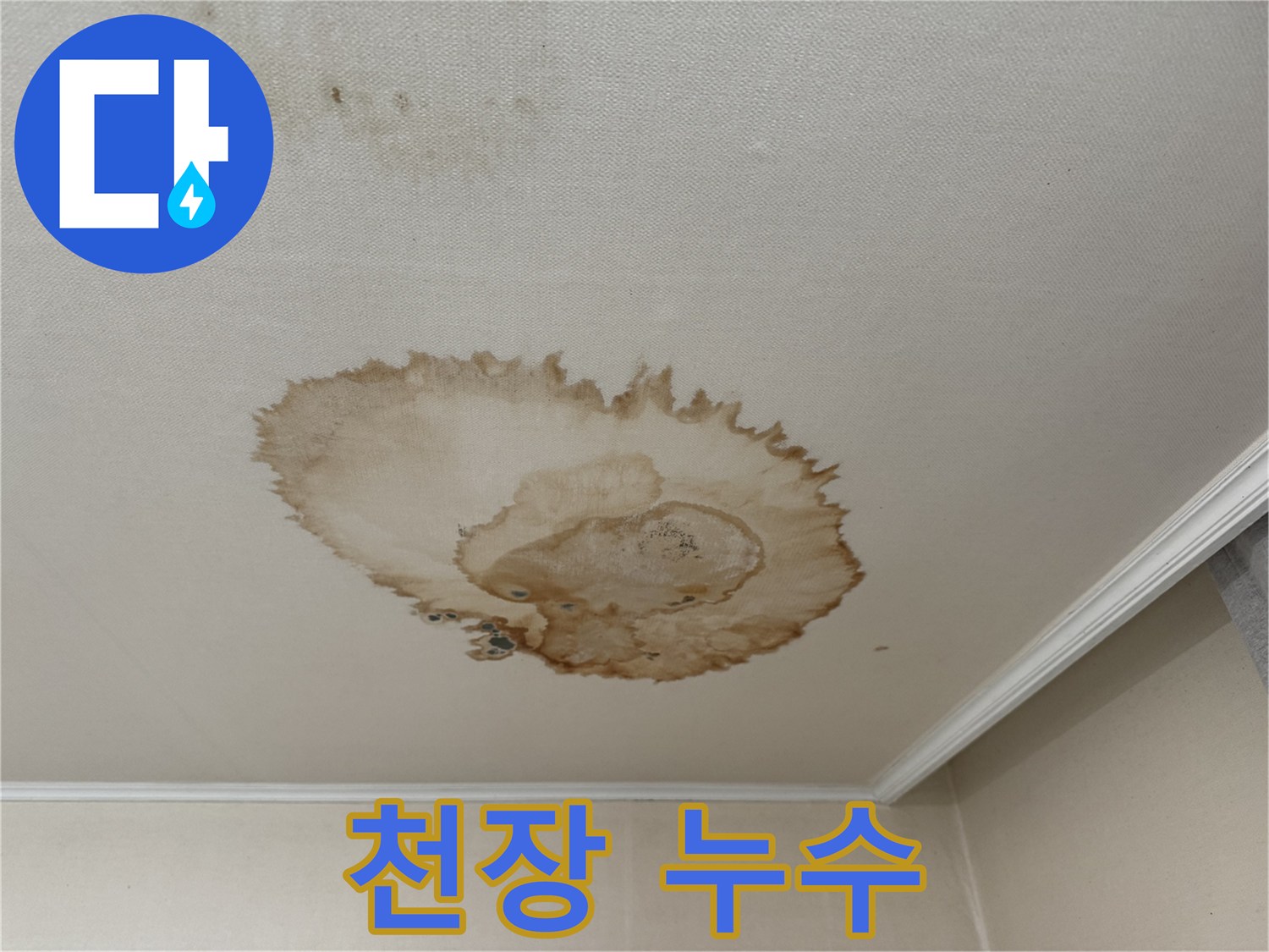 서대문구에서 발생한 천장 누수 - 천장에서 물이 뚝뚝 떨어지는 모습과 젖은 바닥을 보여주는 사진