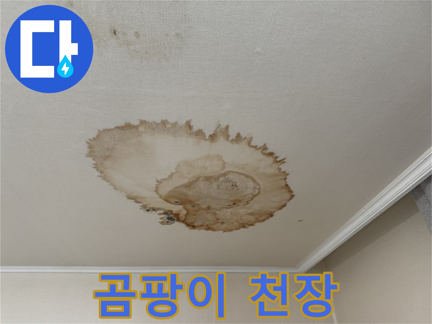 세검정 101동 누수 - 곰팡이 슨 천장-누수 해결 전문가
