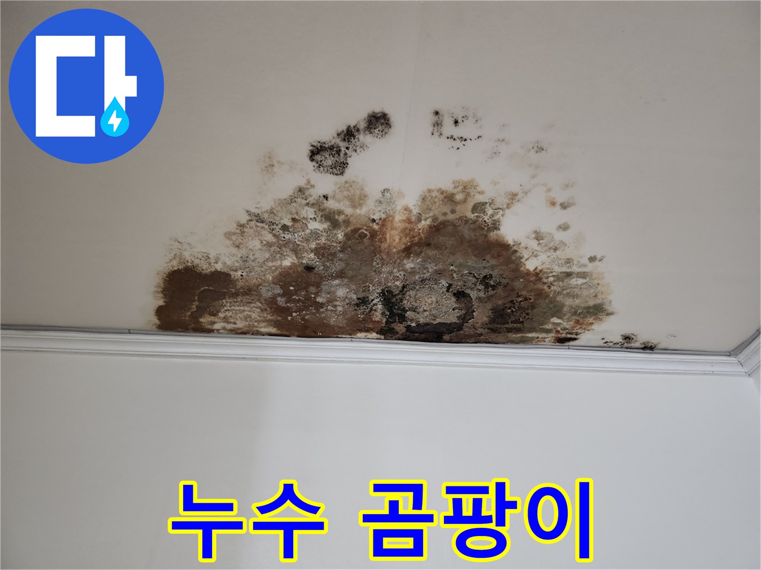 마포구 용강동 누수 - 곰팡이 핀 천장
