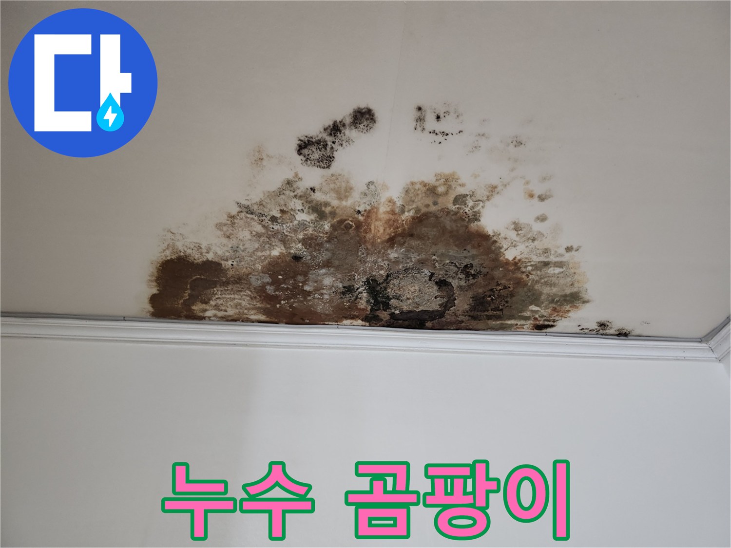 마포구 용강동 누수 - 누수와 곰팡이의 콜라보