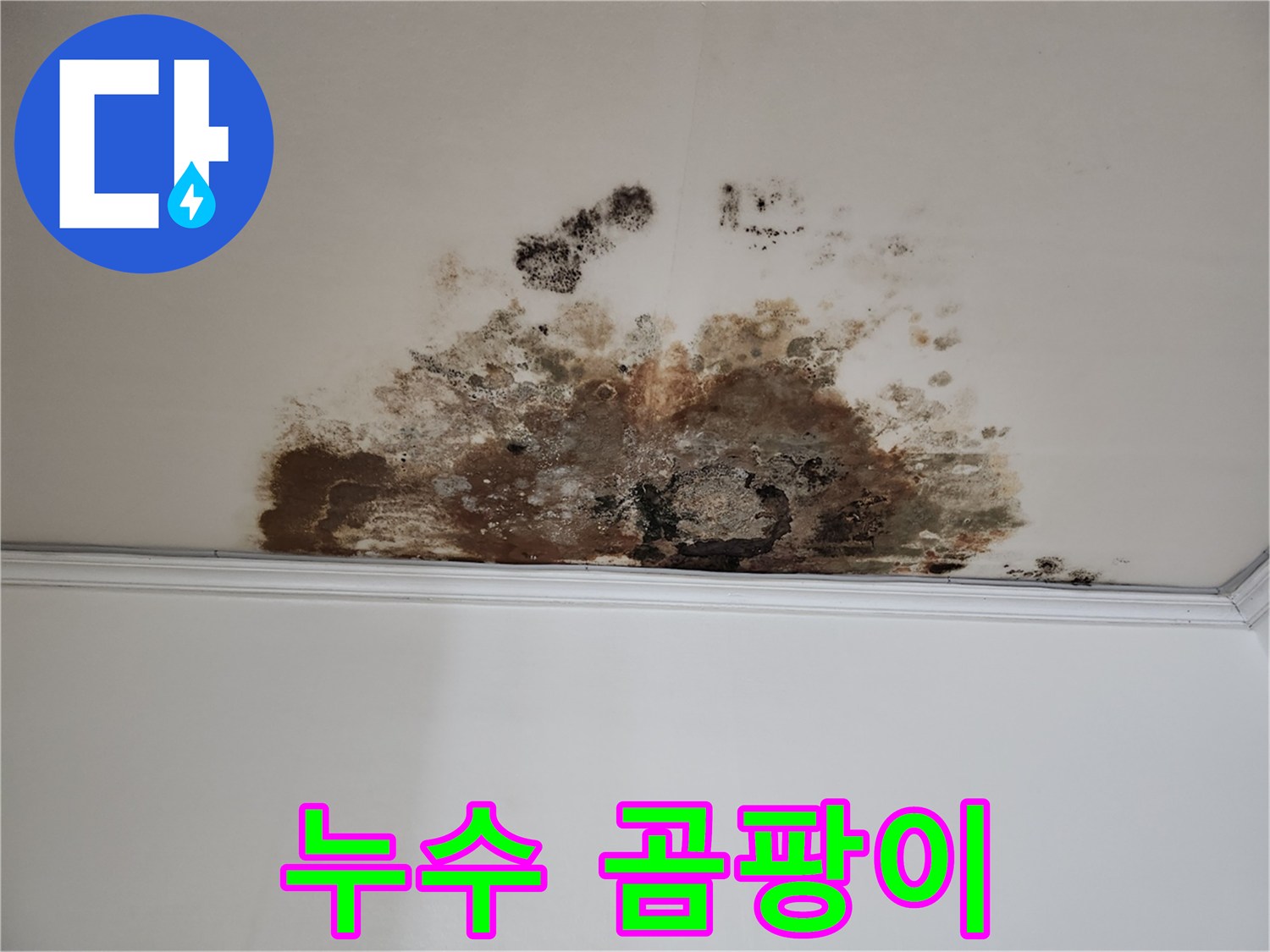 마포구 용강동 누수 - 누수와 곰팡이의 콜라보