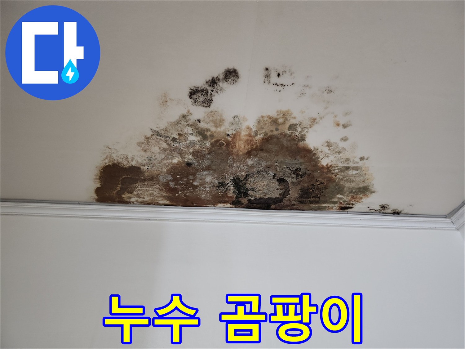 마포구 용강동 누수 - 누수와 곰팡이의 콜라보
