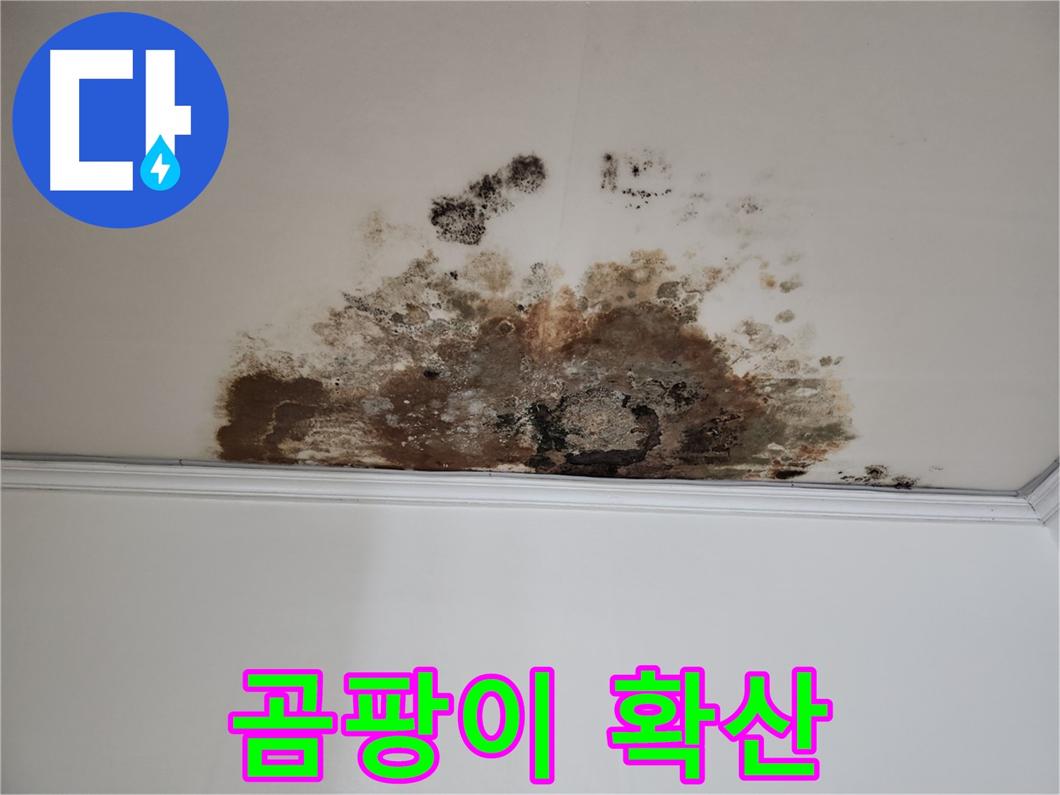마포구 용강동 현대홈타운 천장 누수 - 곰팡이 확산