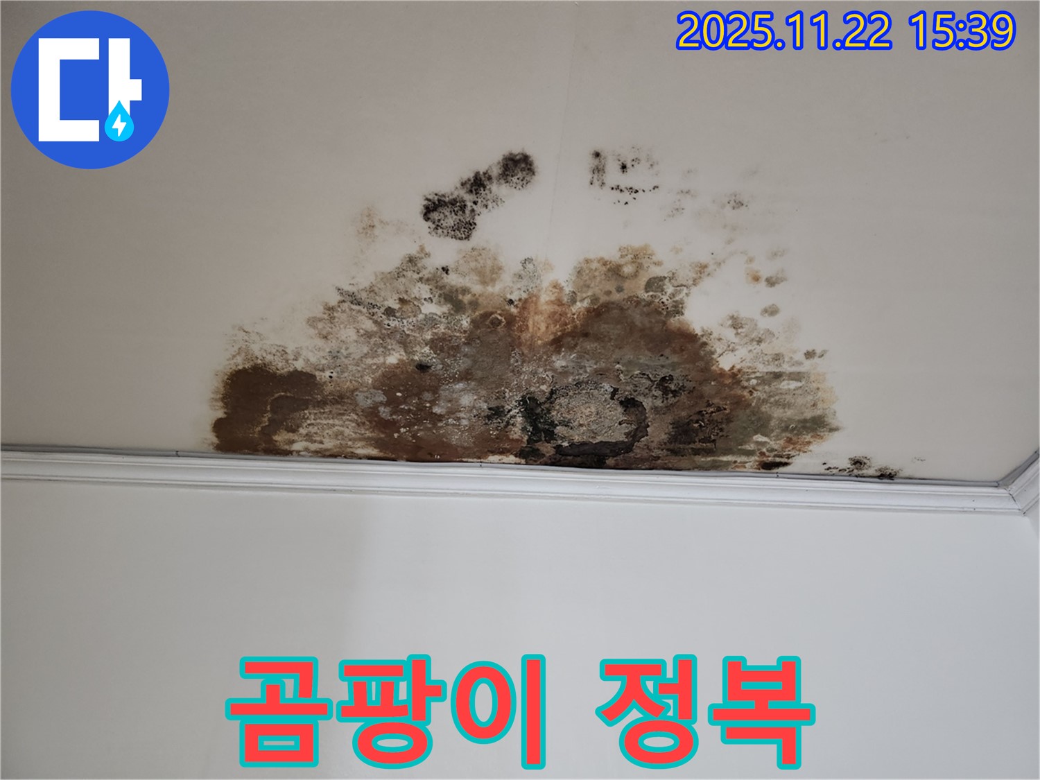 용강동 누수 - 곰팡이 완전 정복, 깨끗한 우리 집 되찾기