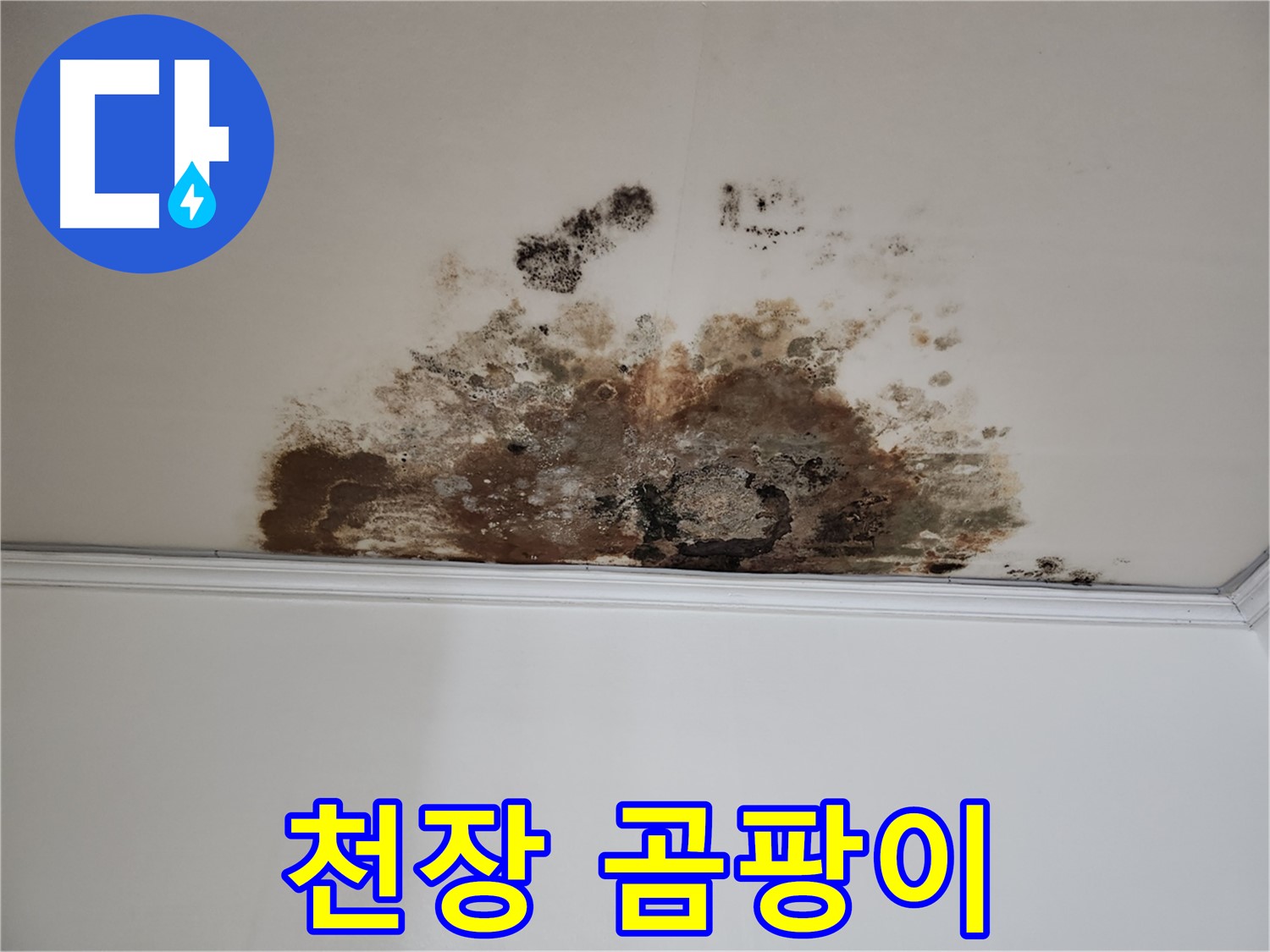 용강동 누수 - 곰팡이로 오염된 천장