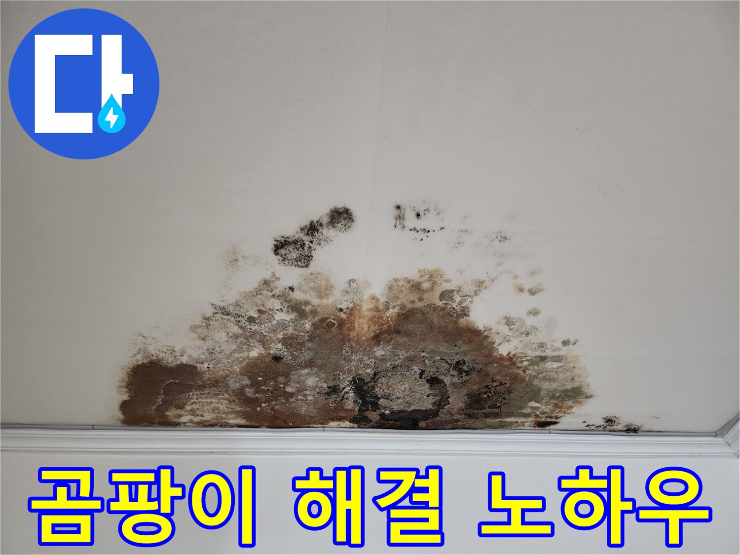 용강동 아파트 천장 누수 - 곰팡이, 완벽 해결 노하우 공개