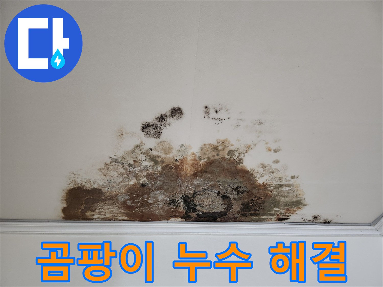 용강동 천장 곰팡이 누수 - 확실한 해결, 곰팡이 걱정 끝