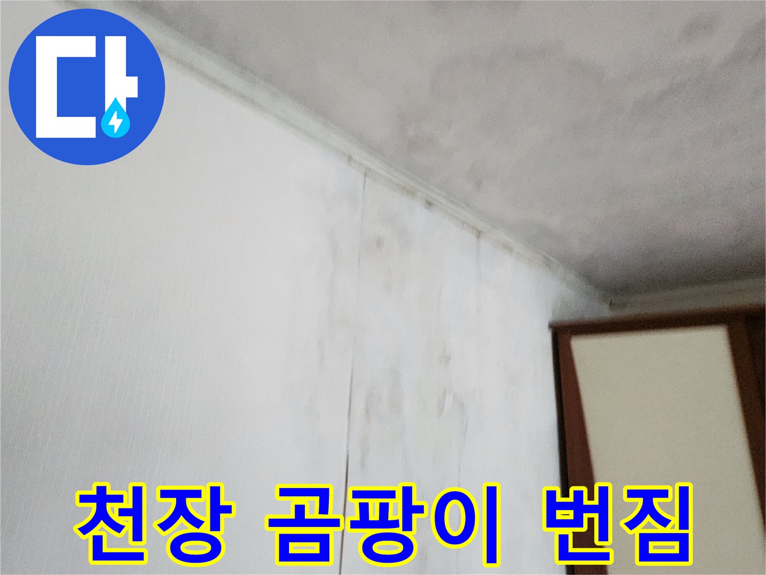 넓게 퍼진 천장 곰팡이와 습윤한 벽지 표면
