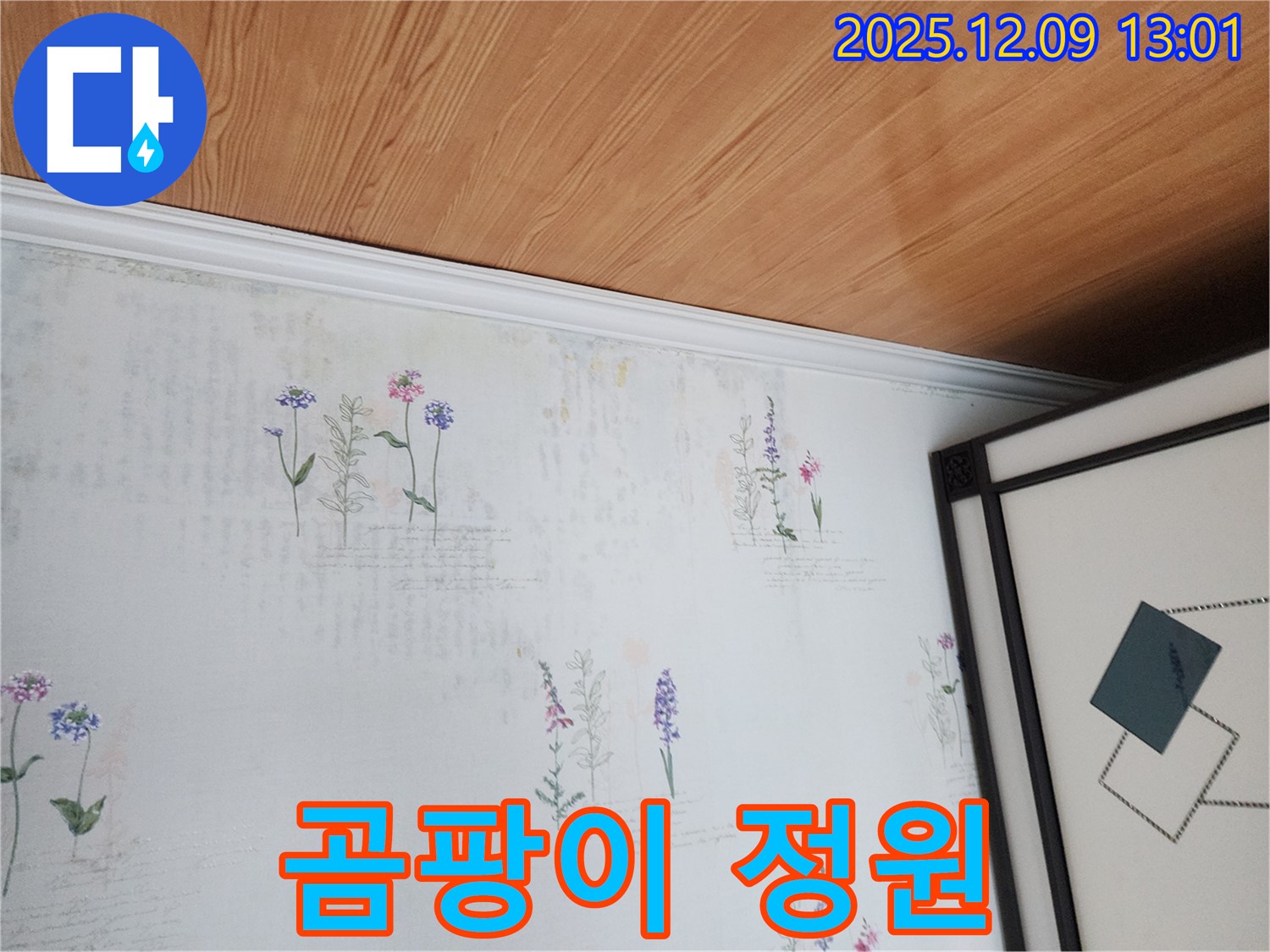 영중면 성동리 누수 현장 - 곰팡이 정원 초토화 작전