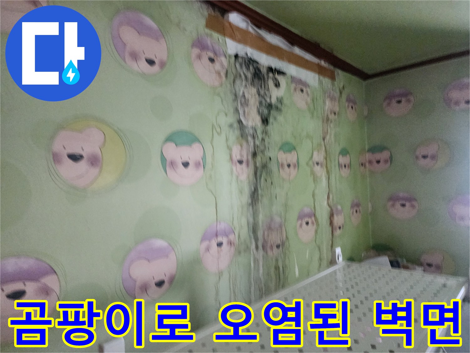 검은 곰팡이가 넓게 퍼진 젖은 상태의 벽지