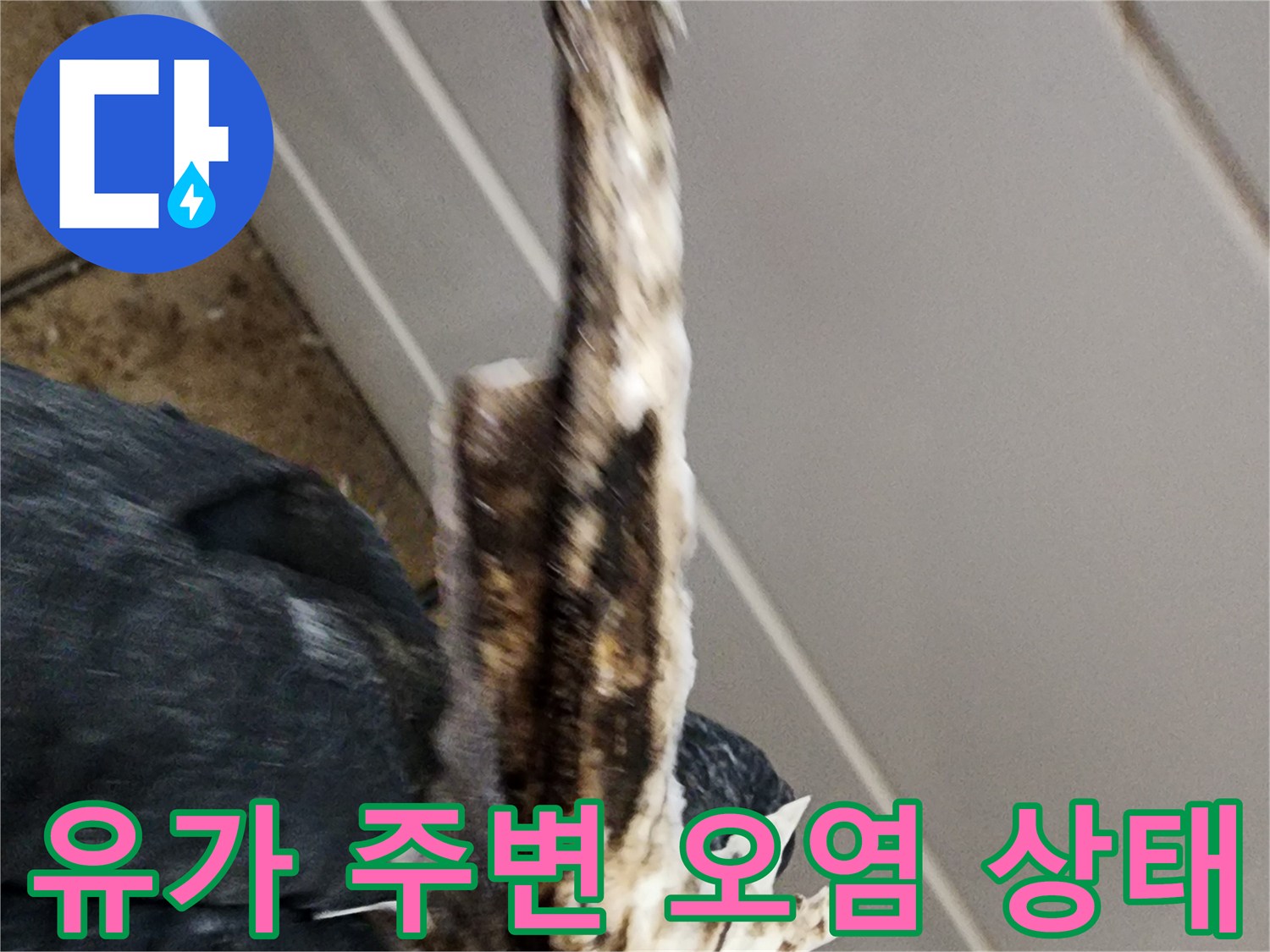 배수구-주변의-머리카락과-이물질로-오염된-상태