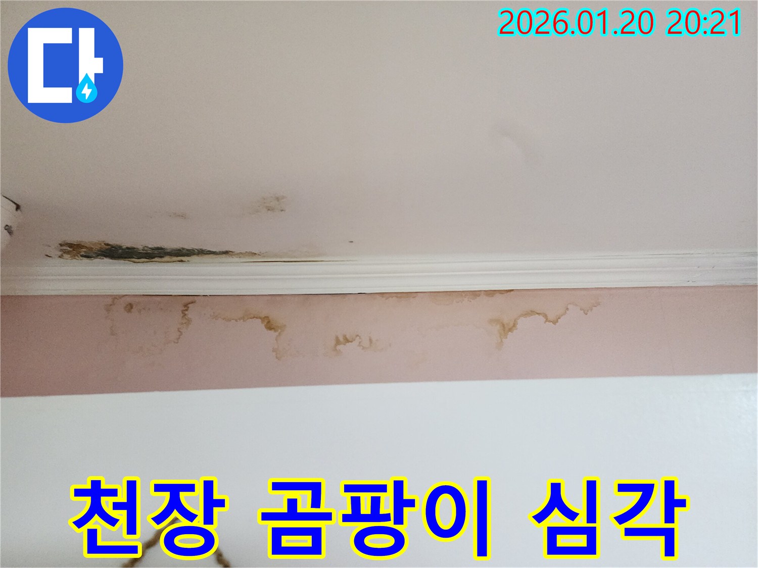 강남구 도곡동 천장 곰팡이 - 누수로 인한 심각한 곰팡이 발생