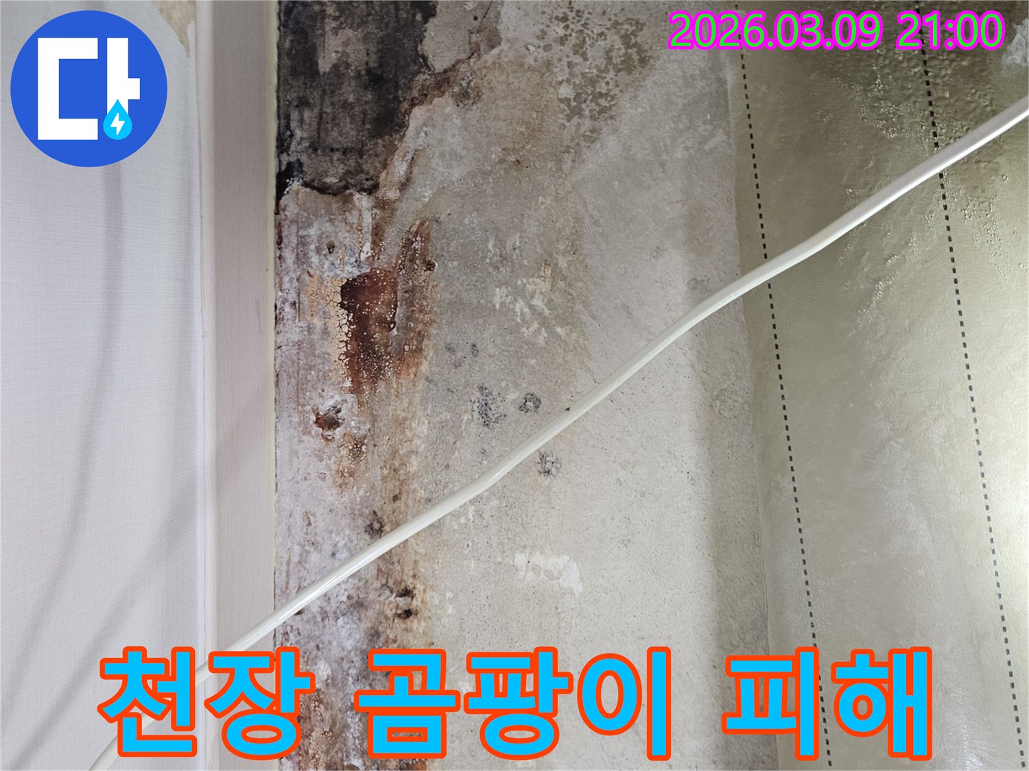 천장-누수로-인해-발생한-심각한-곰팡이-오염과-마감재-손상