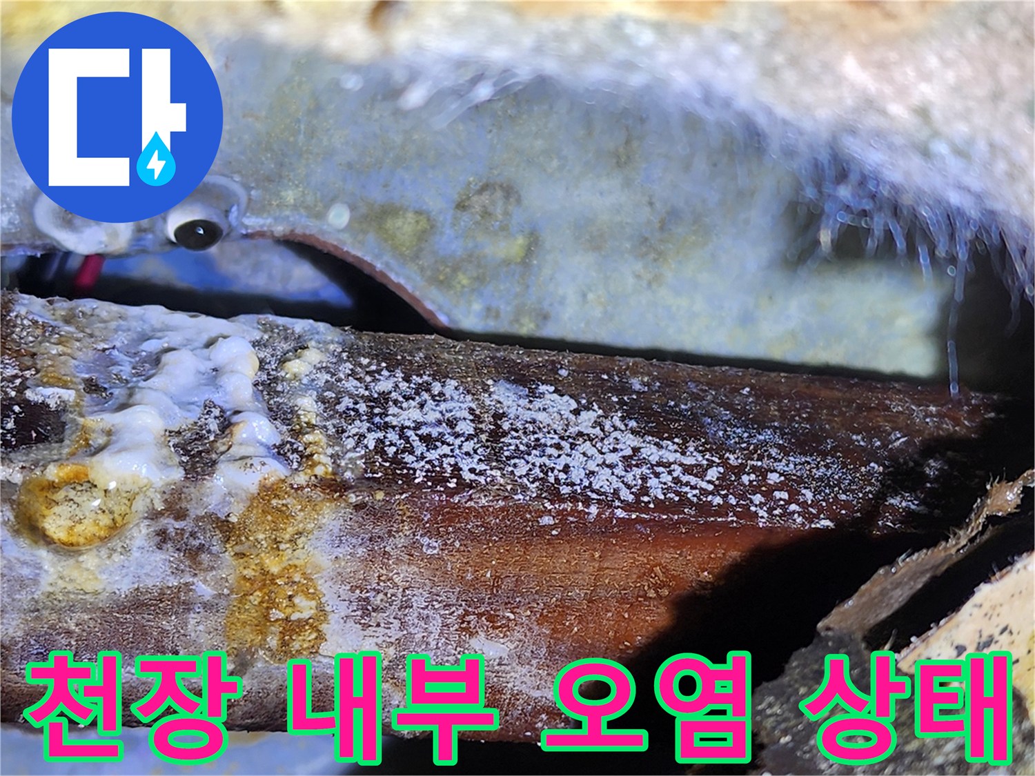 아파트 천장 내부-나무 자재에 발생한 하얀 곰팡이와 물때 흔적