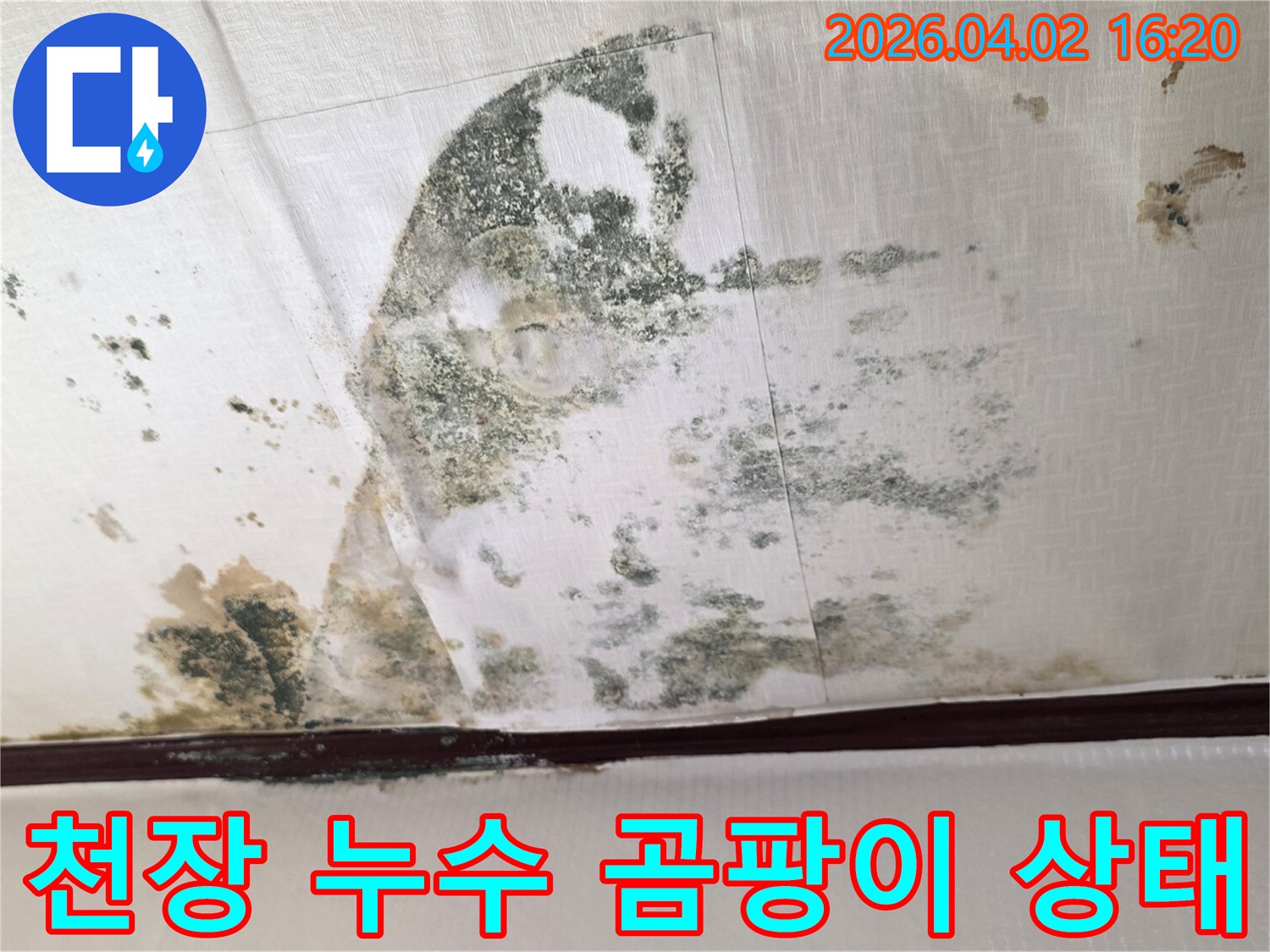 천장-전반에-걸쳐-확산된-누수-곰팡이와-물자국으로-인한-손상을-기록한-사진입니다
