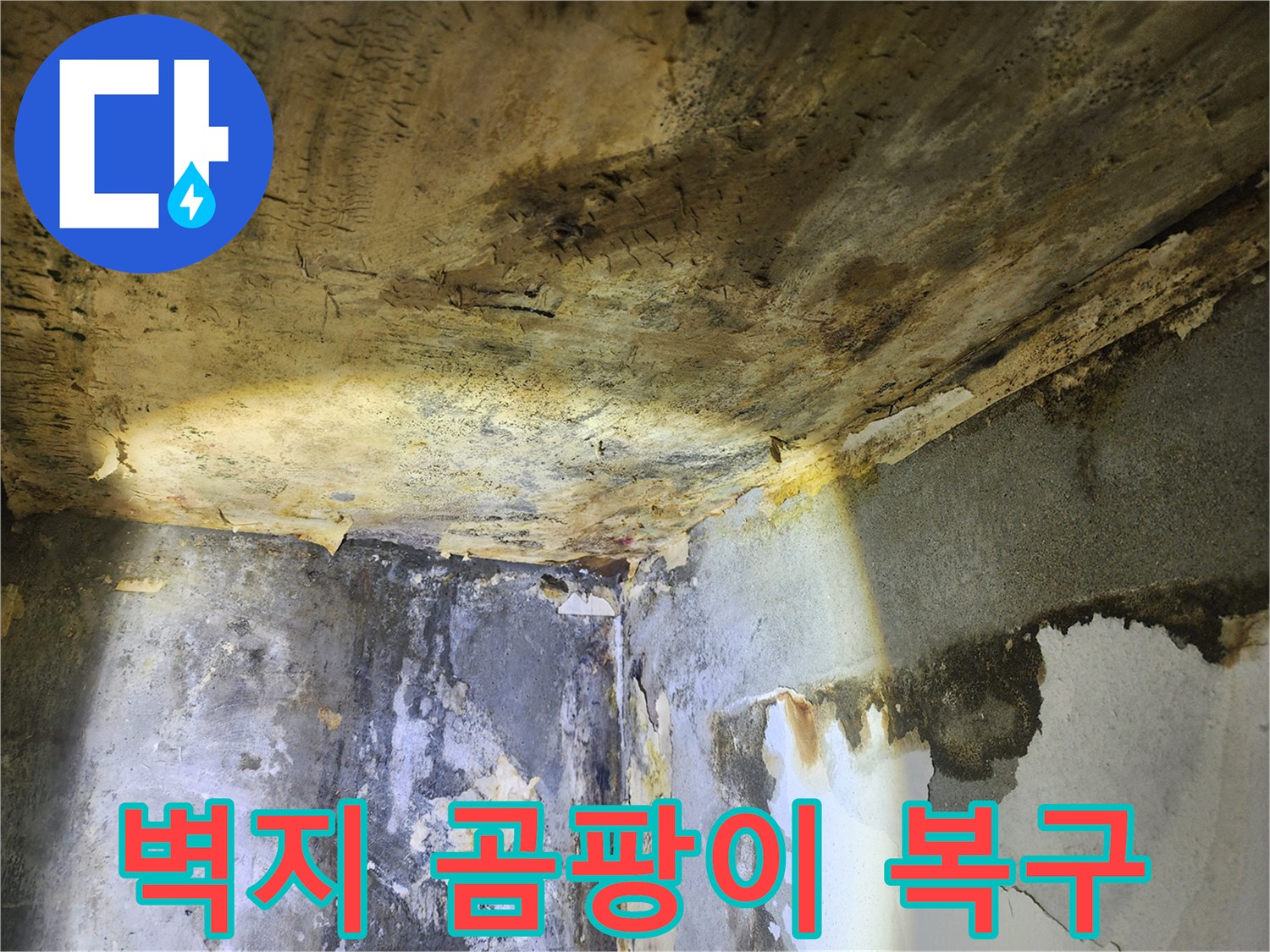 누수로 인해-벽면 전체에 심각하게 번진-곰팡이와 벽지 손상 현장