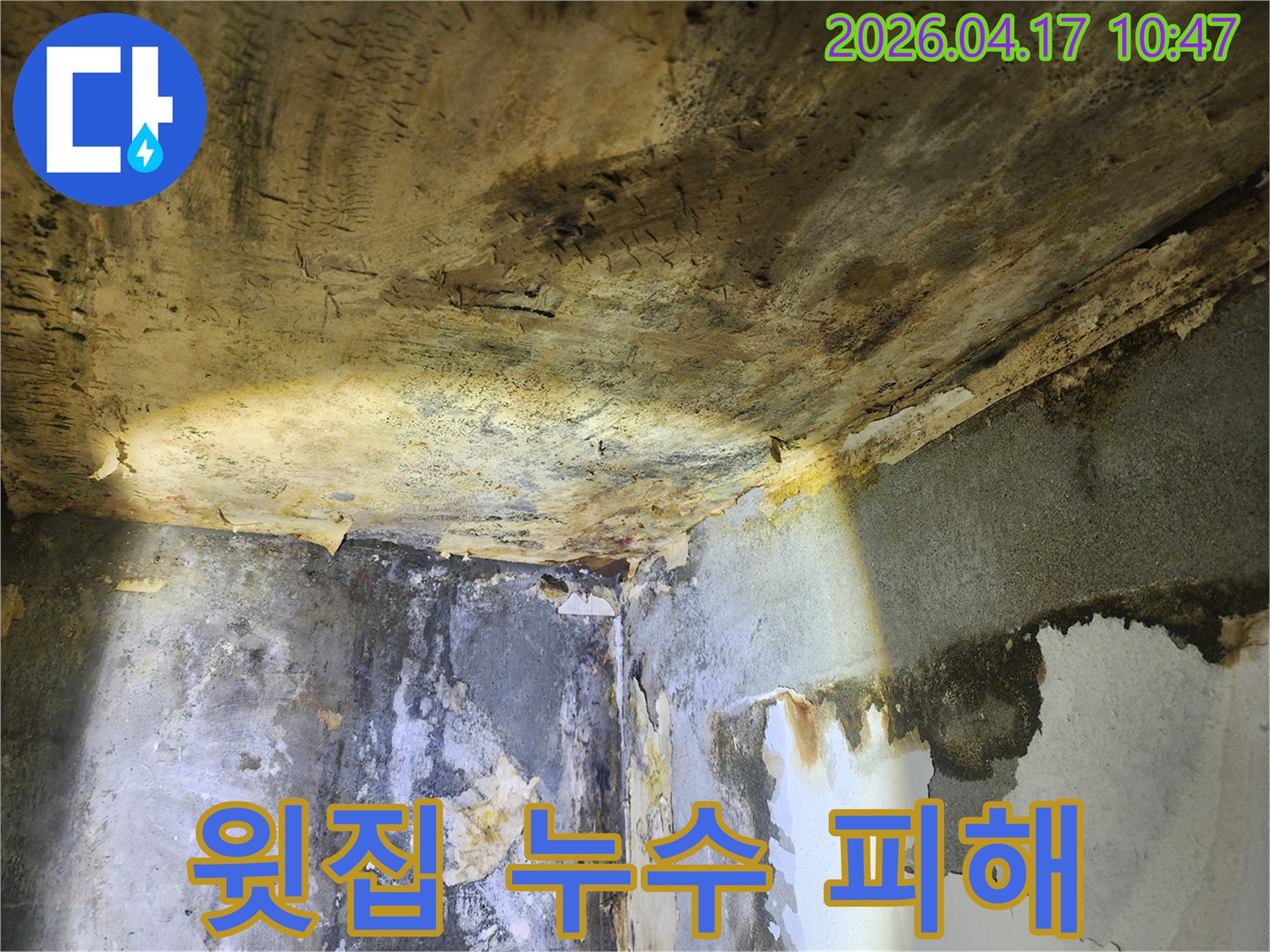 윗집 누수로 인해-천장과 벽에 발생한-심각한 물 자국과-곰팡이 번식 현장