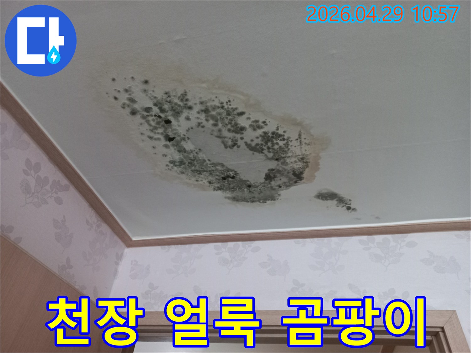 심한 물샘으로 인해 천장에 생긴-곰팡이와 얼룩을 보여주는 현장 사진입니다.