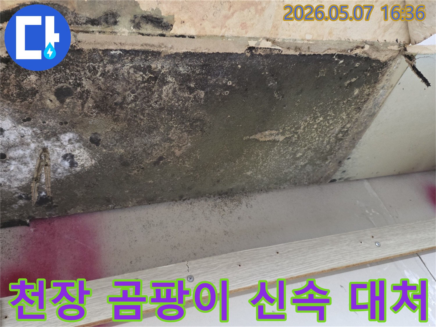천장-누수로-인한-곰팡이-발생-시-신속한-조치가-필요한-현장