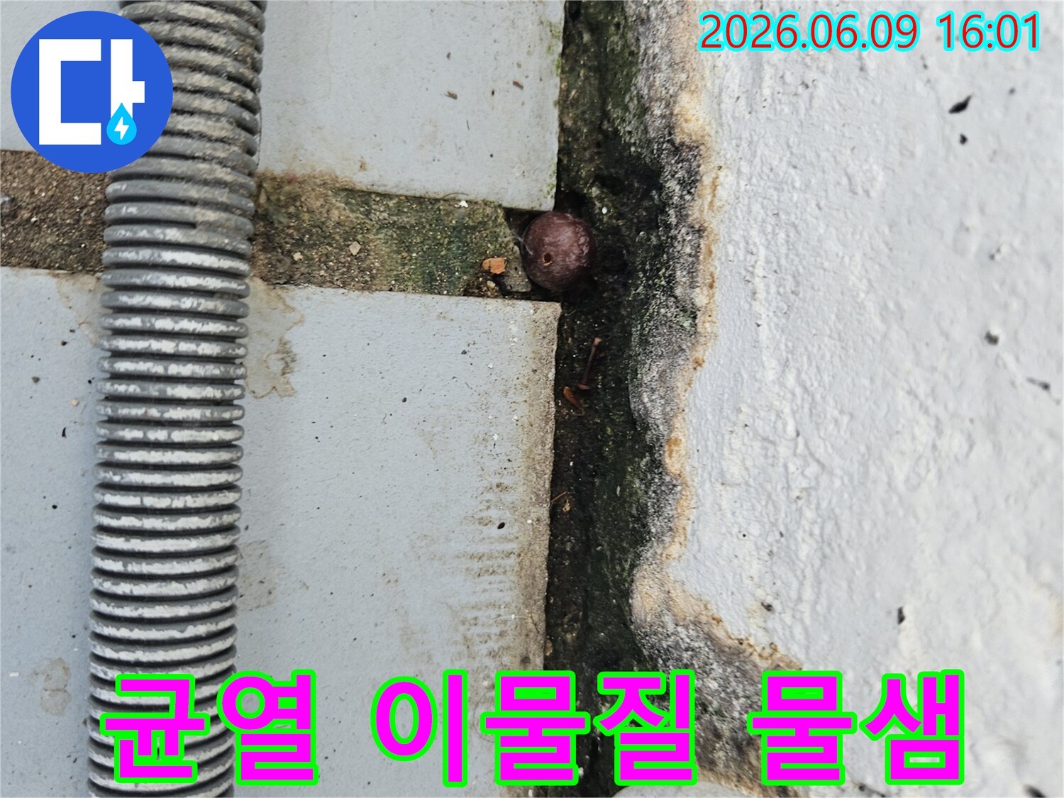 콘크리트 바닥의 균열 틈새에 박힌 작은 이물질과-주변의 곰팡이-그리고 물기 흔적을 보여주는 누수 현장 사진