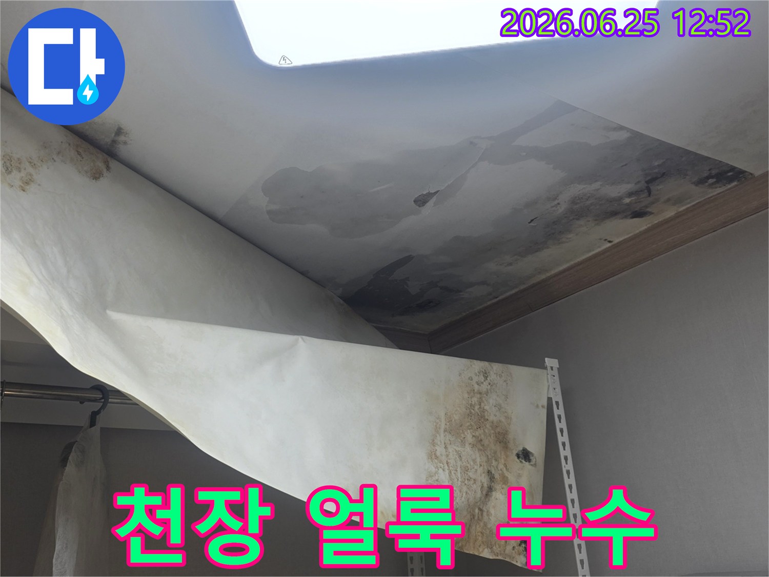 천장 벽지에 물이 새서-얼룩이 지고-곰팡이가 번식한-누수 현장입니다