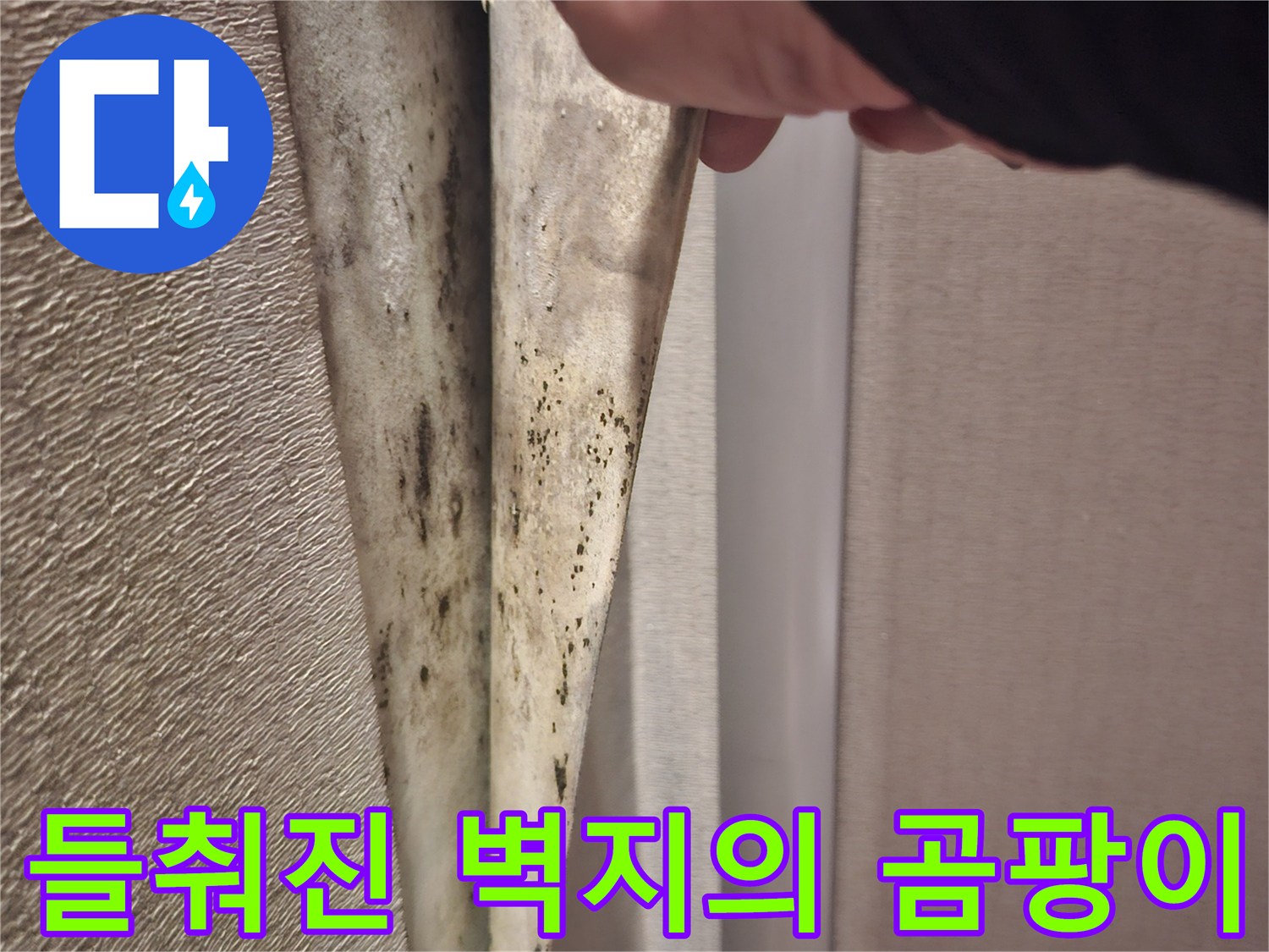 걸레받이 아래쪽 벽지 내측의 곰팡이 오염