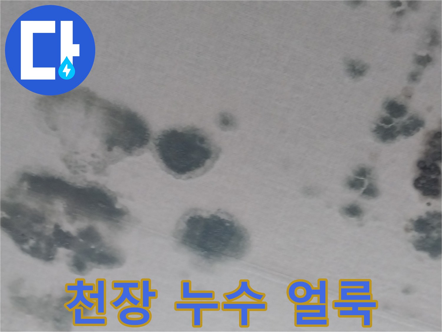 거실 천장 벽지에 발생한 넓은 범위의 누수 흔적과 오염
