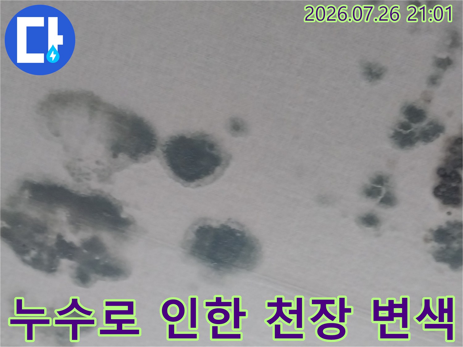 거실 천장에 나타난 다양한 크기의 곰팡이 및 물자국들