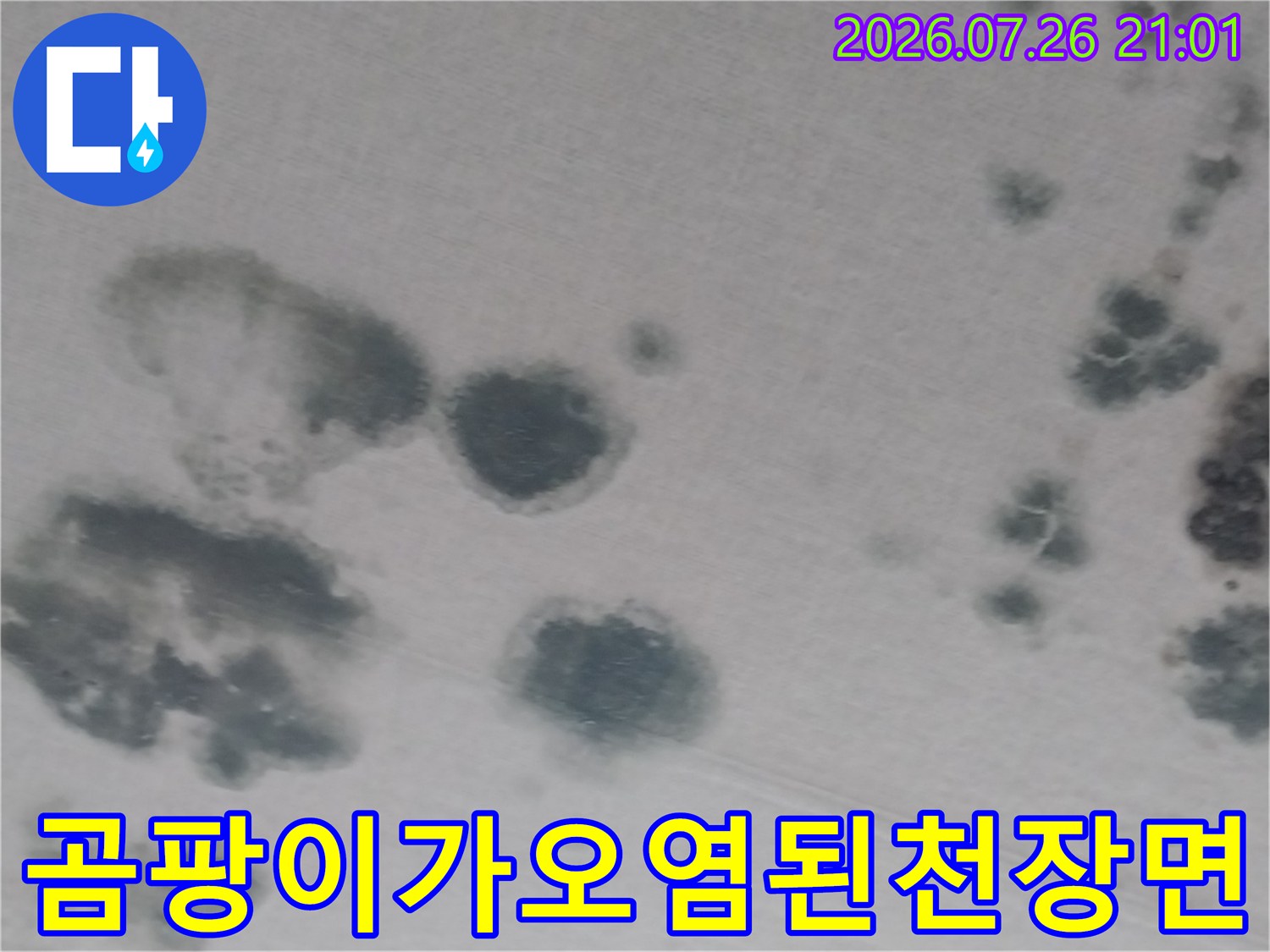 습기로 인해 변색되고 곰팡이가 발생한 천장 면의 세부 모습