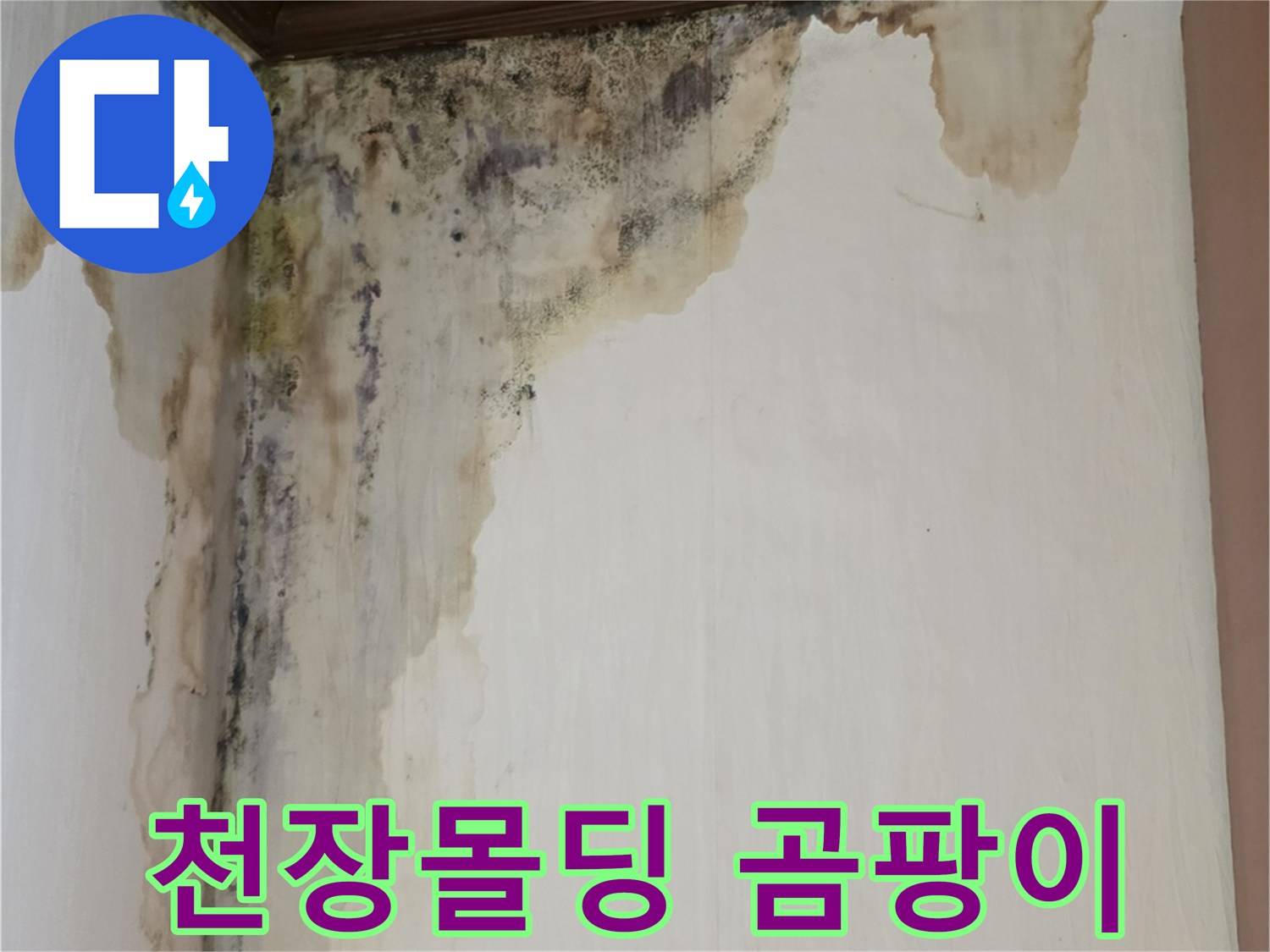 양천구 신월동 현장의 천장 몰딩과 벽면 상단에 발생한 검은 곰팡이와 물자국