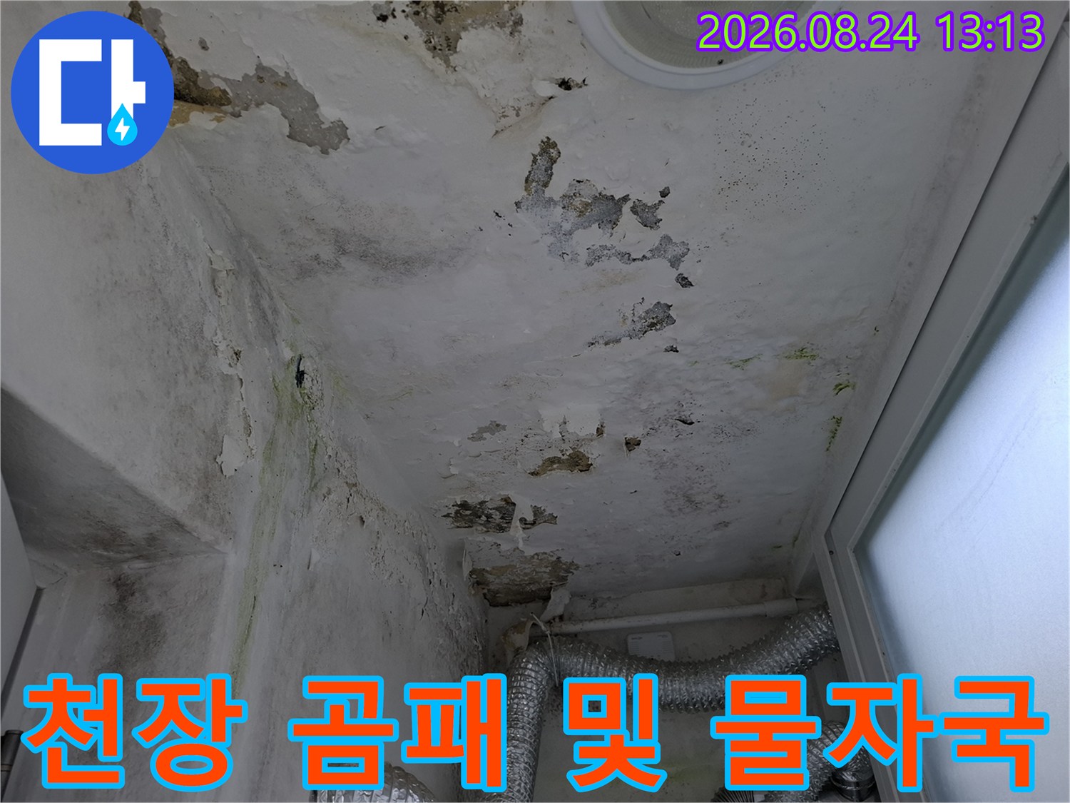 천장 도배지 곳곳에 나타난 젖은 얼룩과 곰팡이 번식 모습